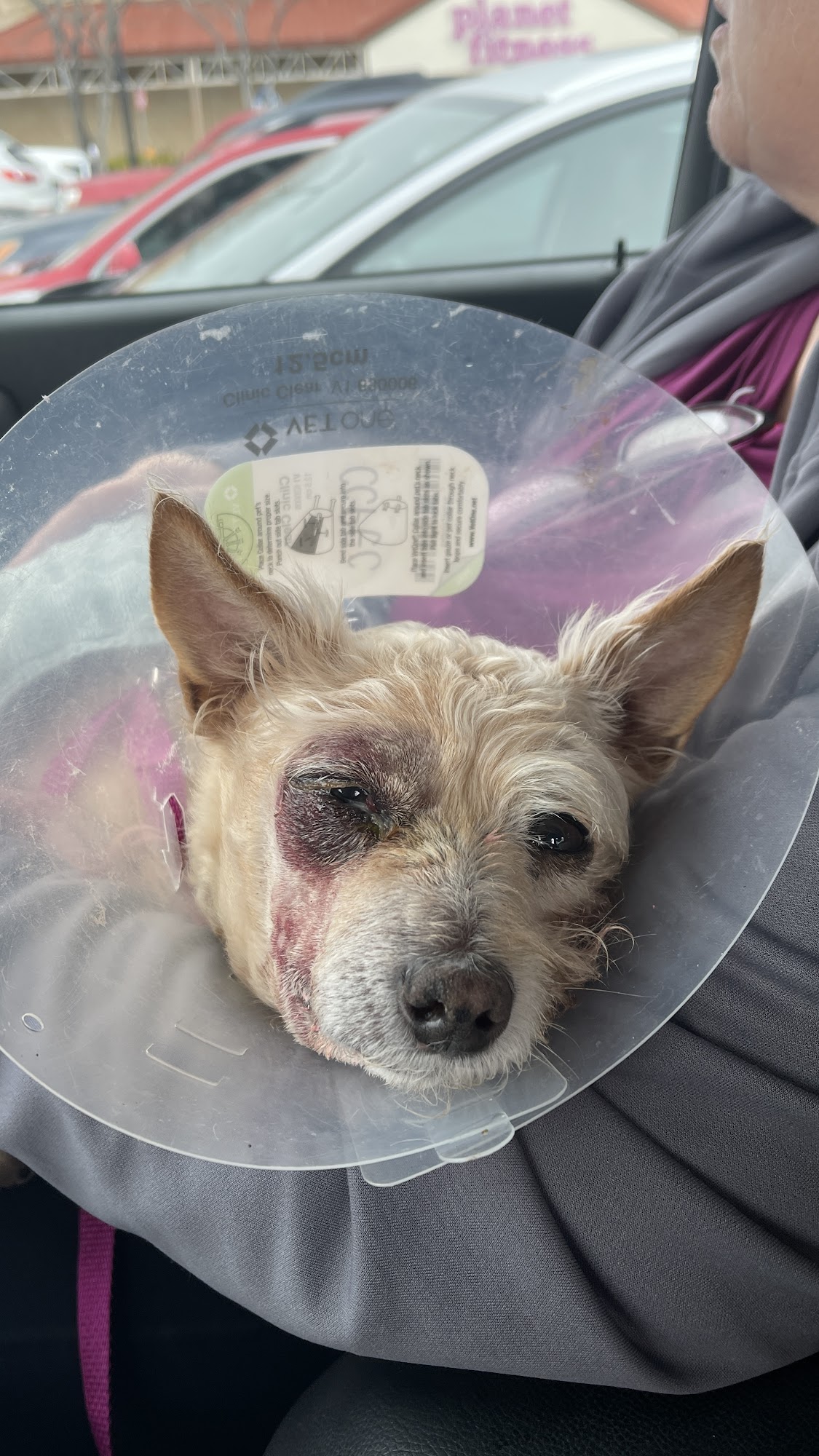 Central Coast Pet Hospital and Emergency Arroyo Grande