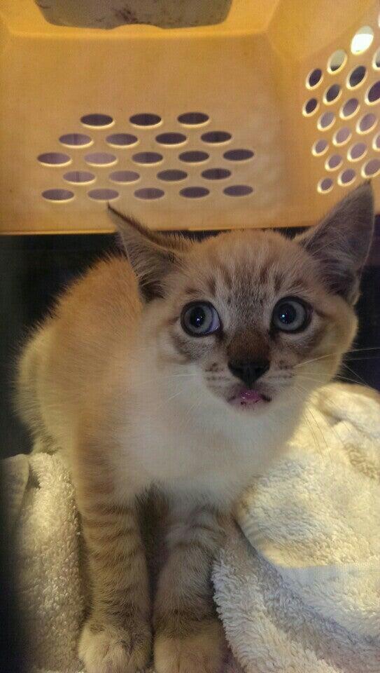 Five Cities Veterinary Hospital Arroyo Grande