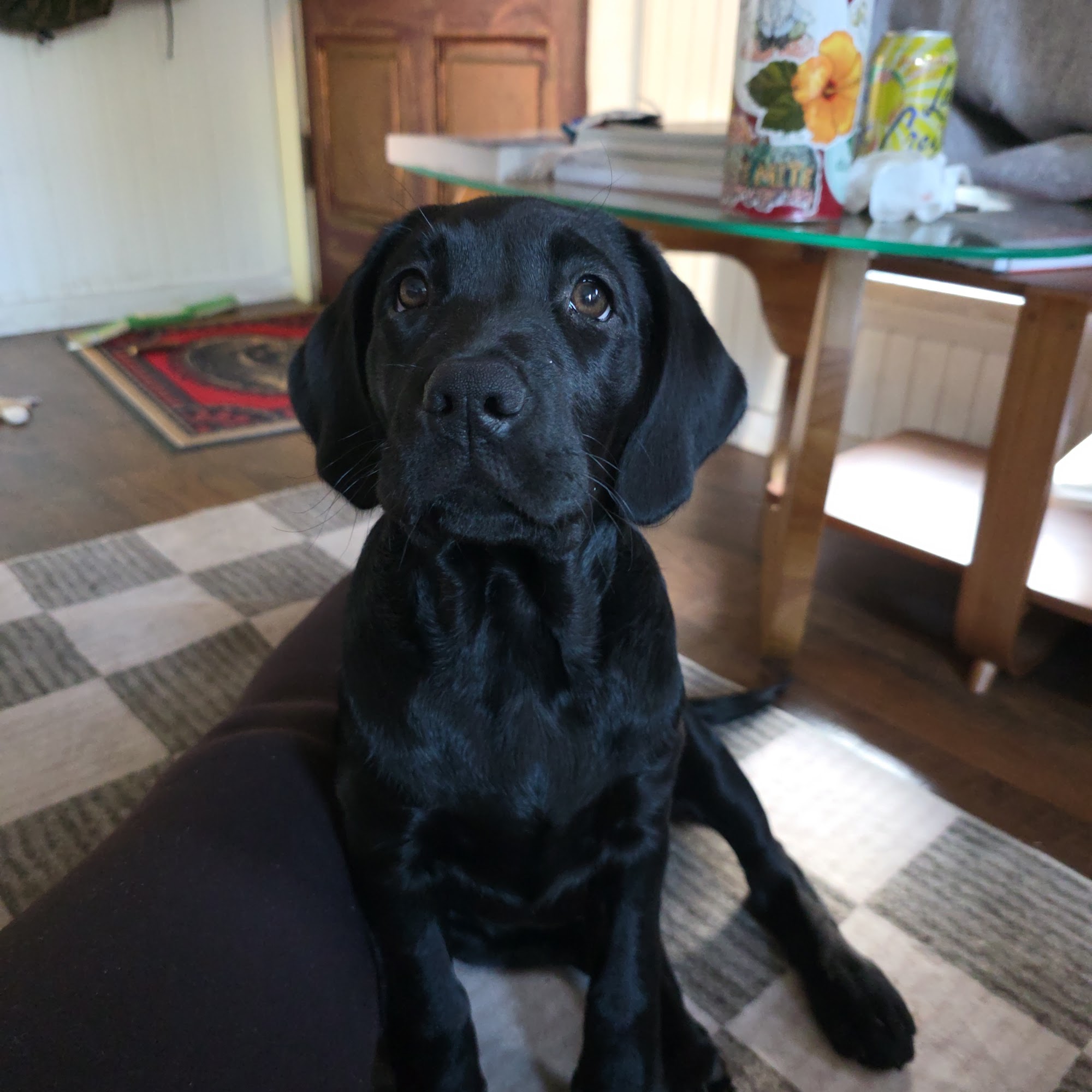 Five Cities Veterinary Hospital Arroyo Grande