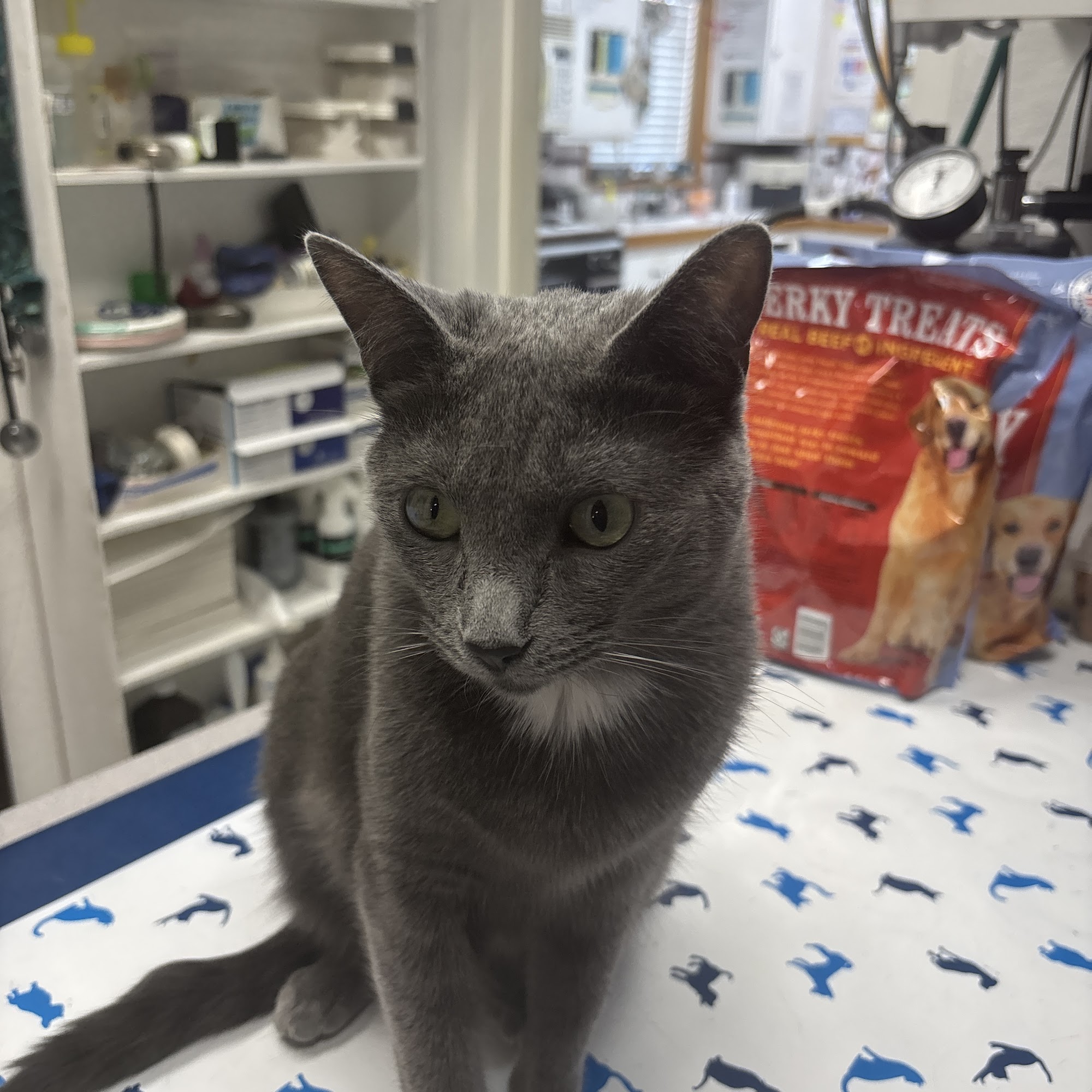 Veterinary Ophthalmology Services Arroyo Grande