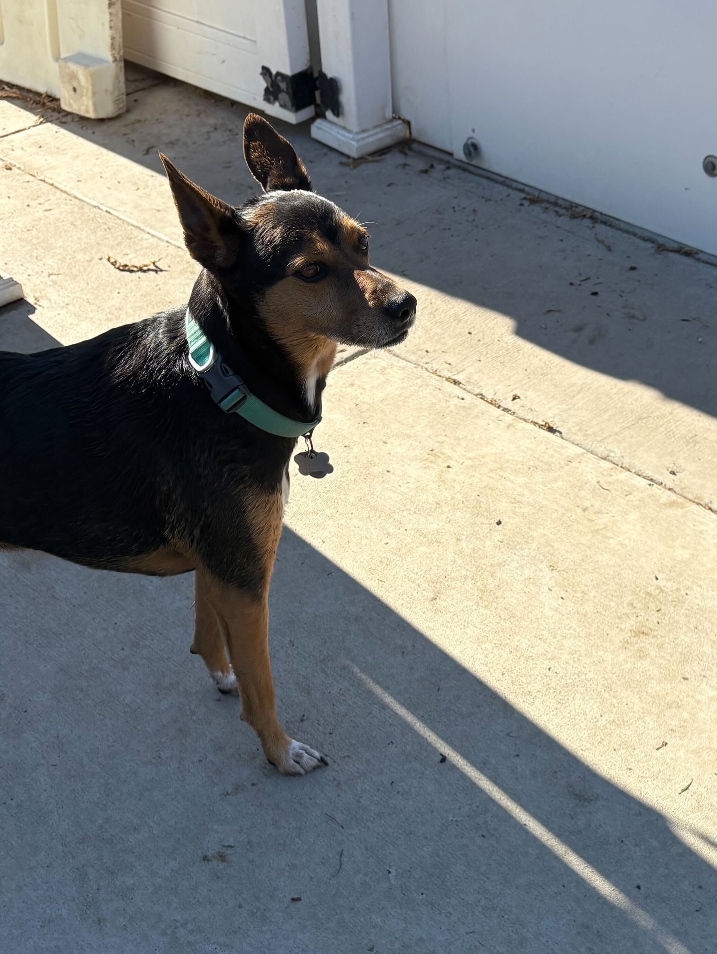 Creekside Pet Boarding Arroyo Grande