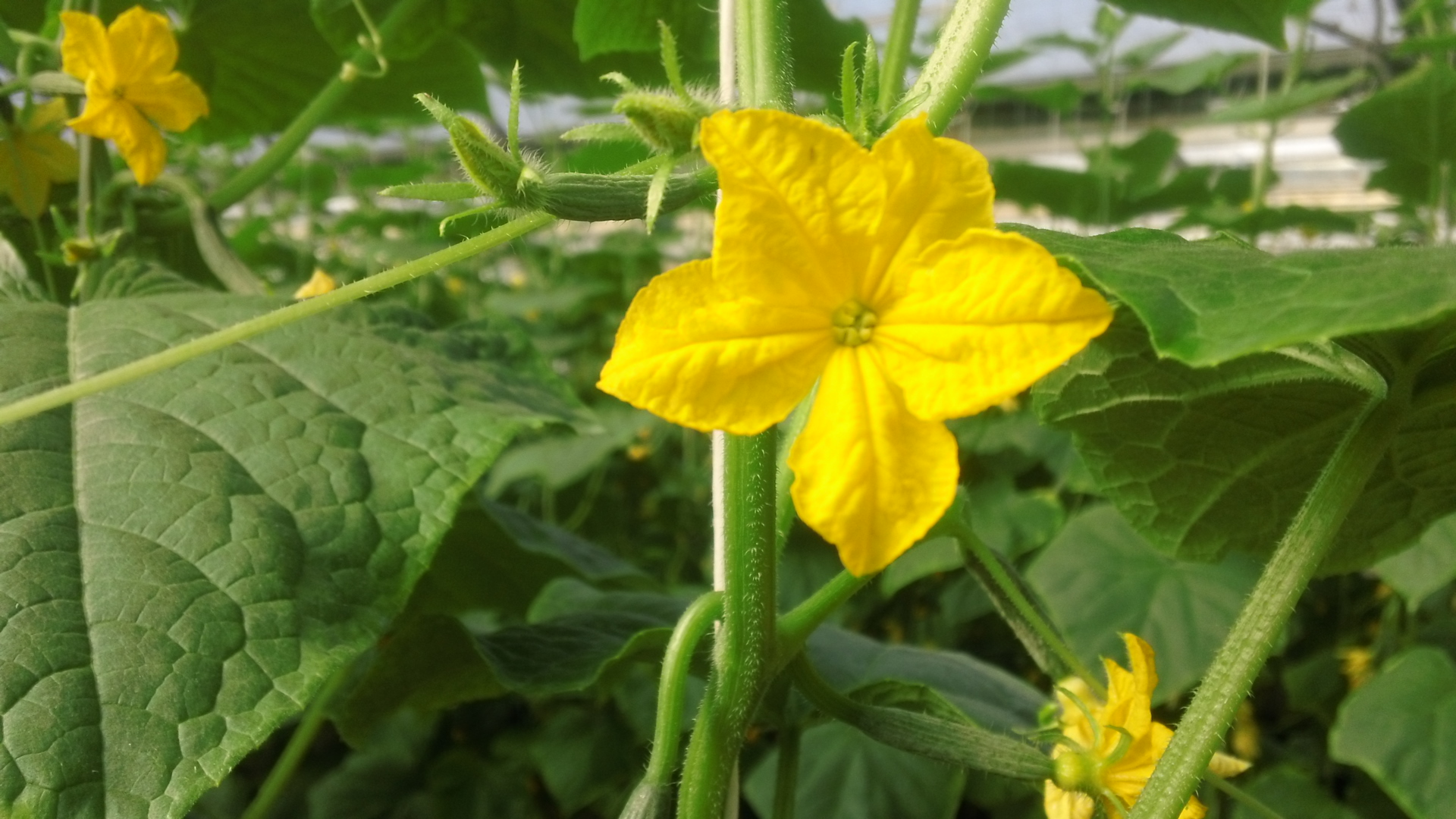 Terrabella Greenhouse Inc Arvin