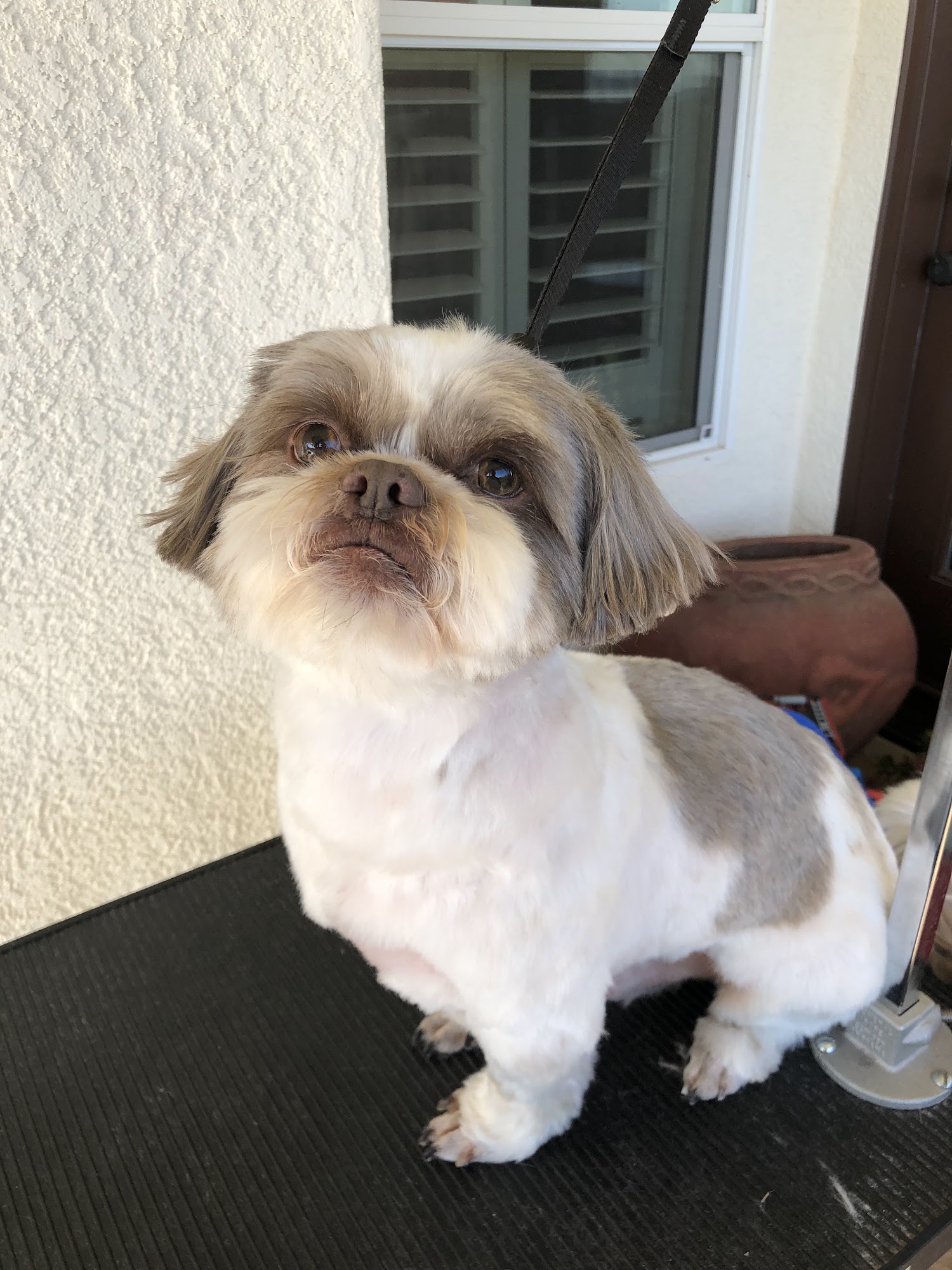 Dirty Doxie Dog Grooming Atascadero