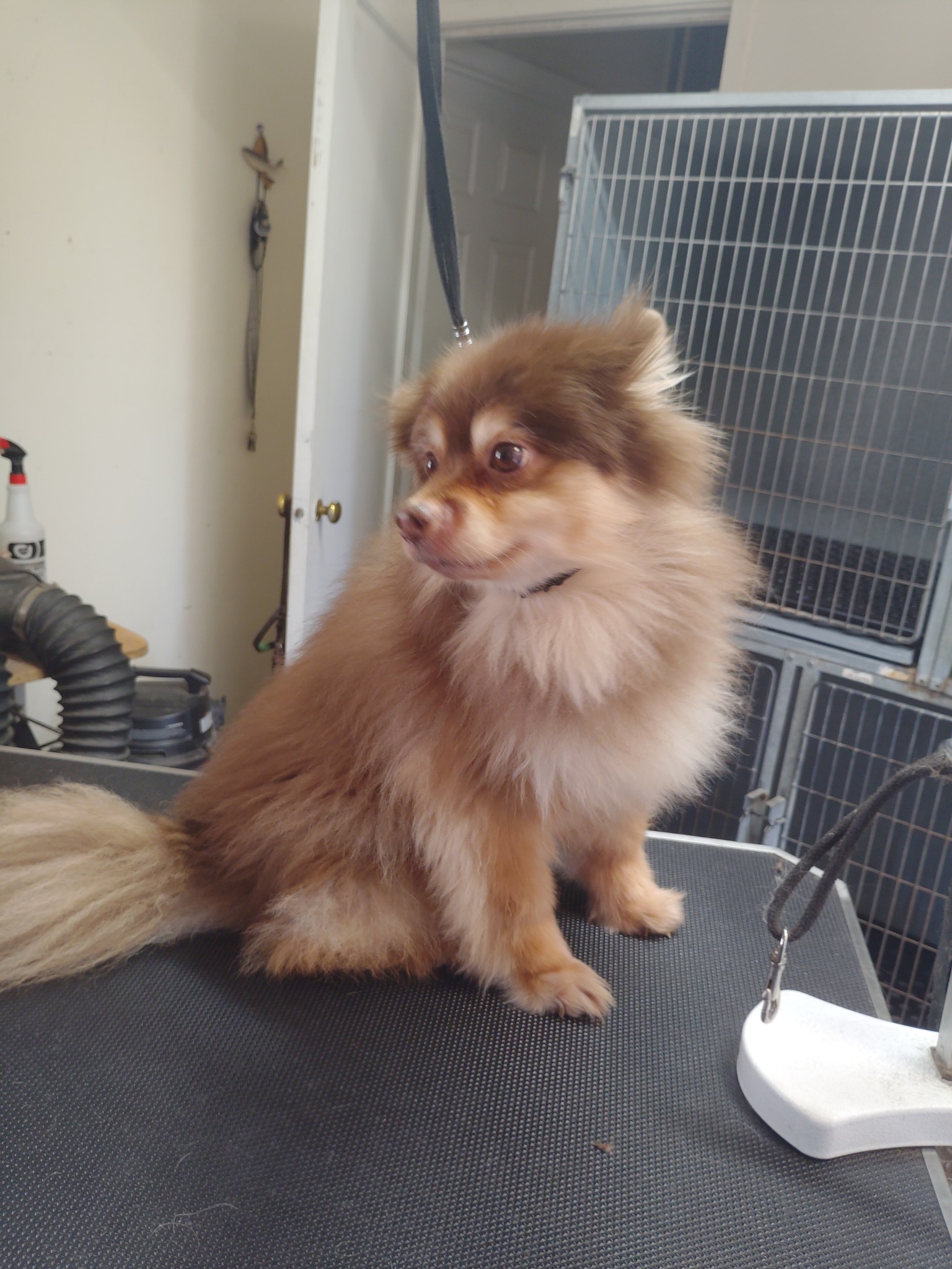 Christina's Doggie Spa Atascadero