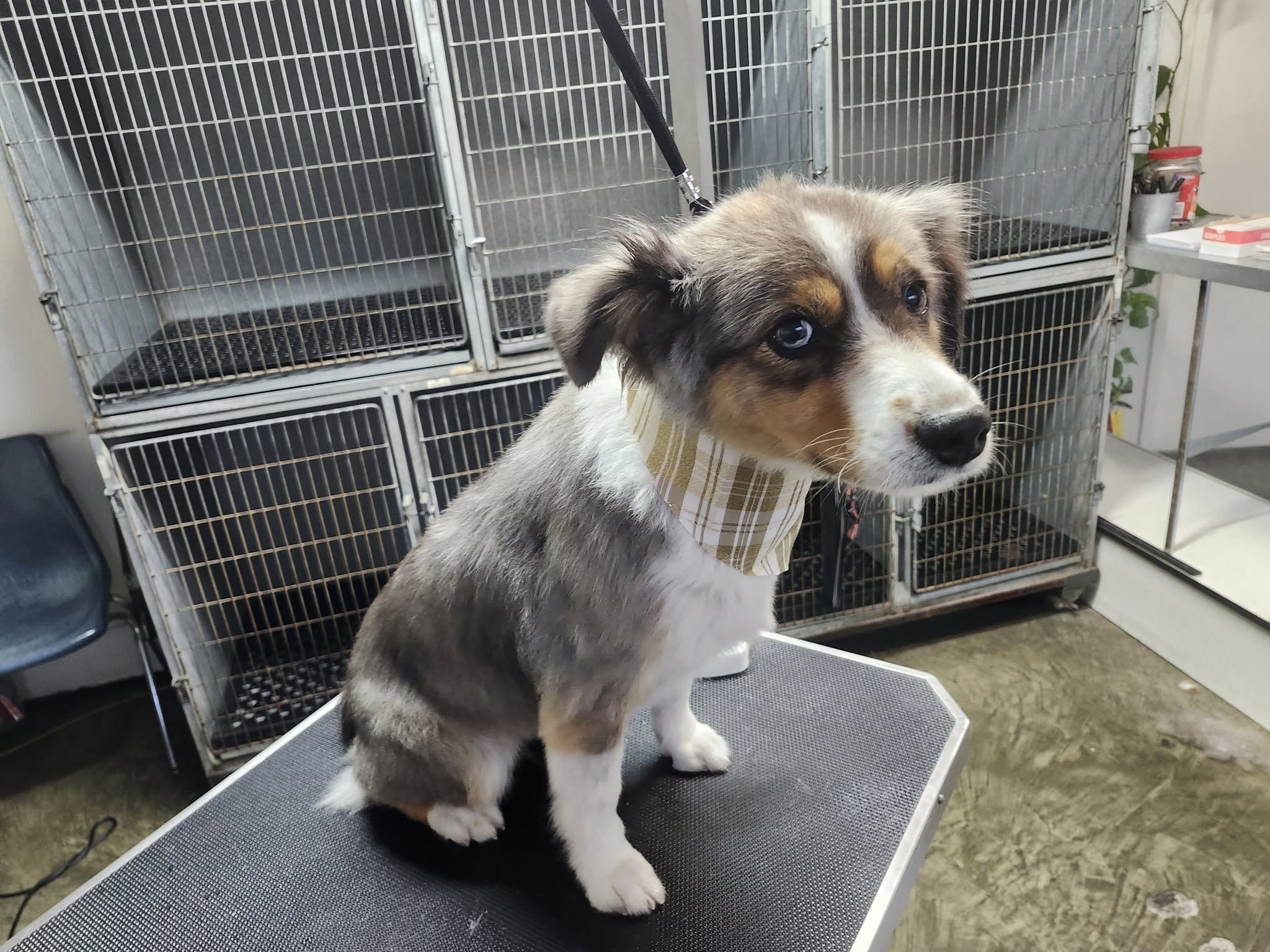 Christina's Doggie Spa Atascadero