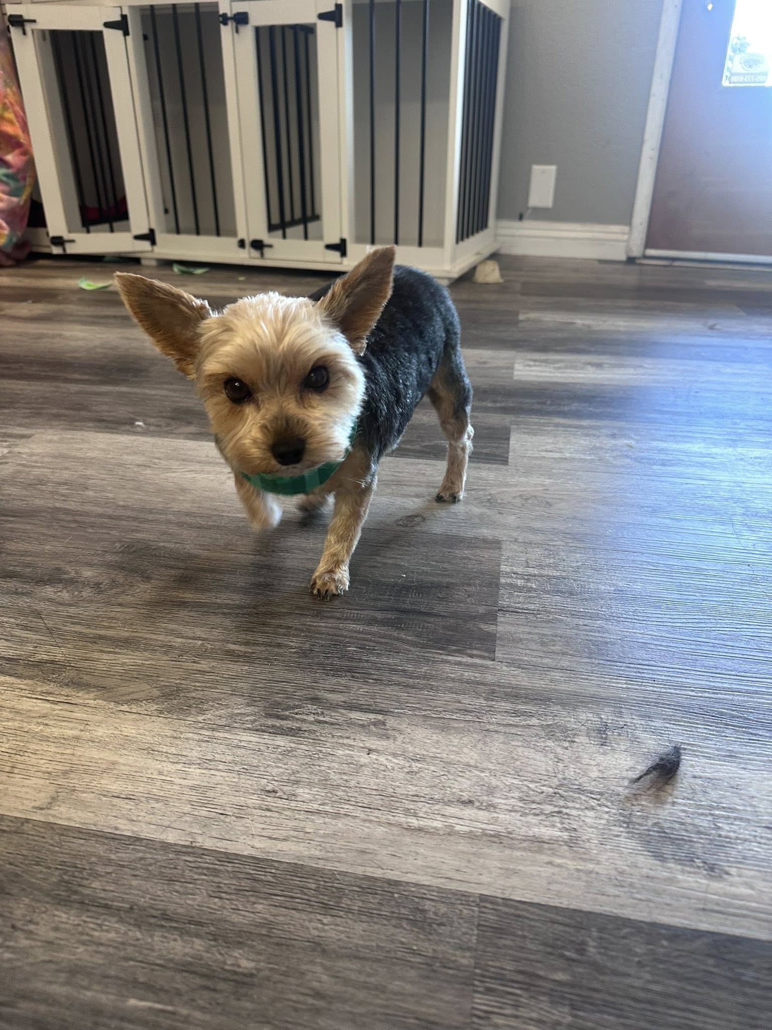 Happy Paws Pet Grooming Atascadero