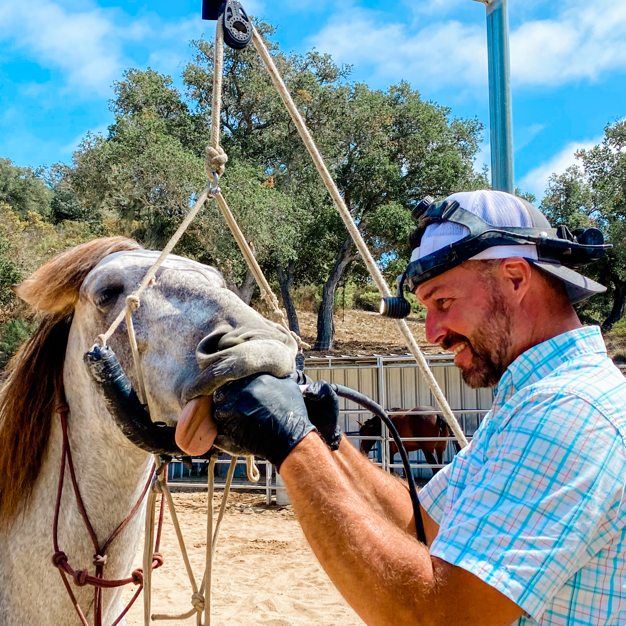 Christensen Equine Veterinary Services Atascadero