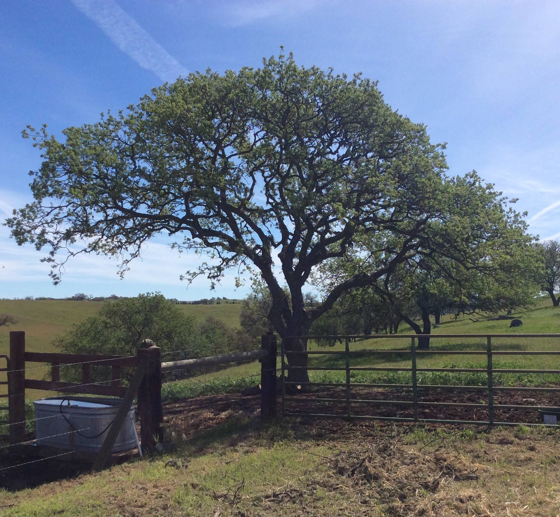 Evergreen tree service