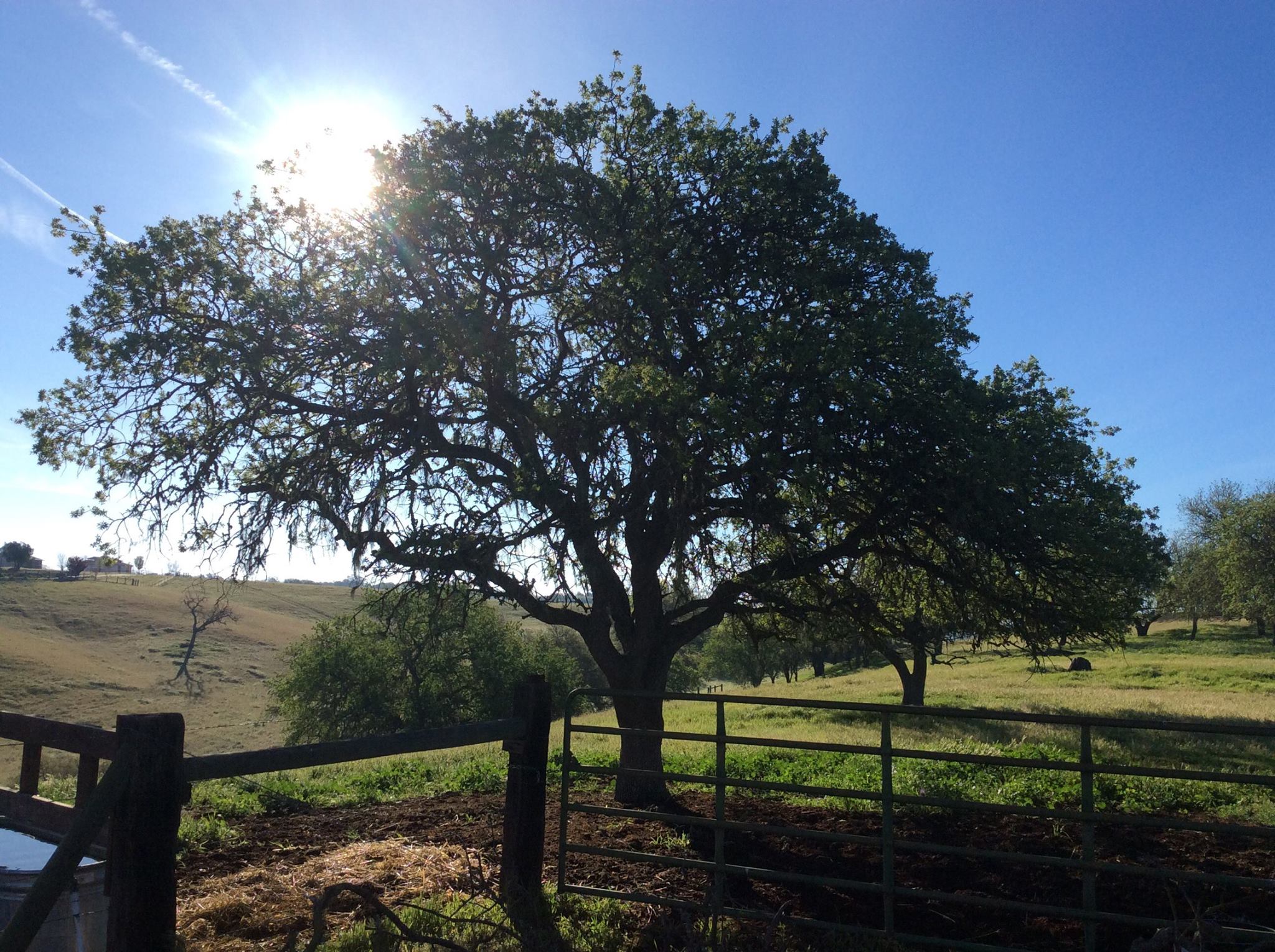 Evergreen tree service