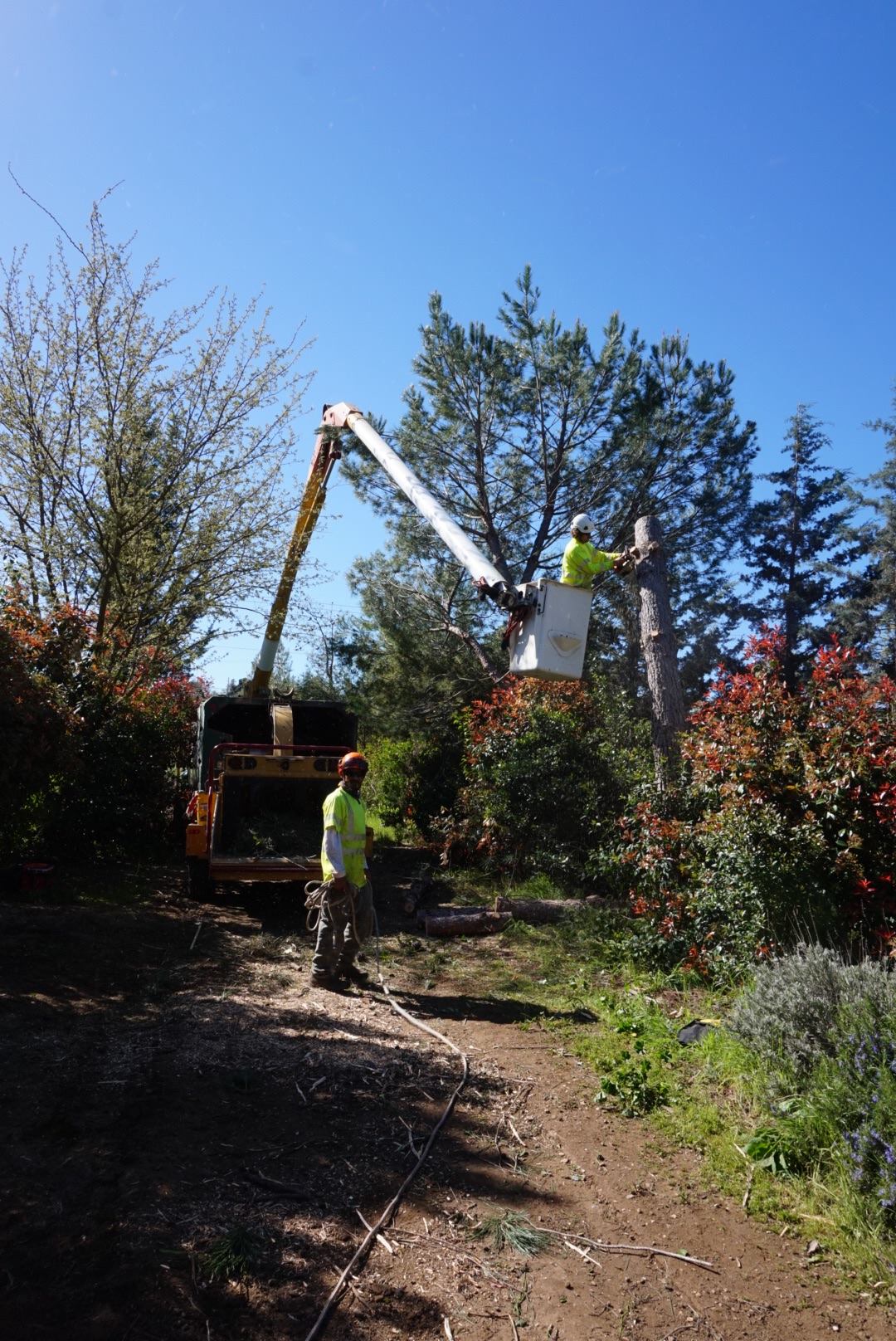 Evergreen tree service
