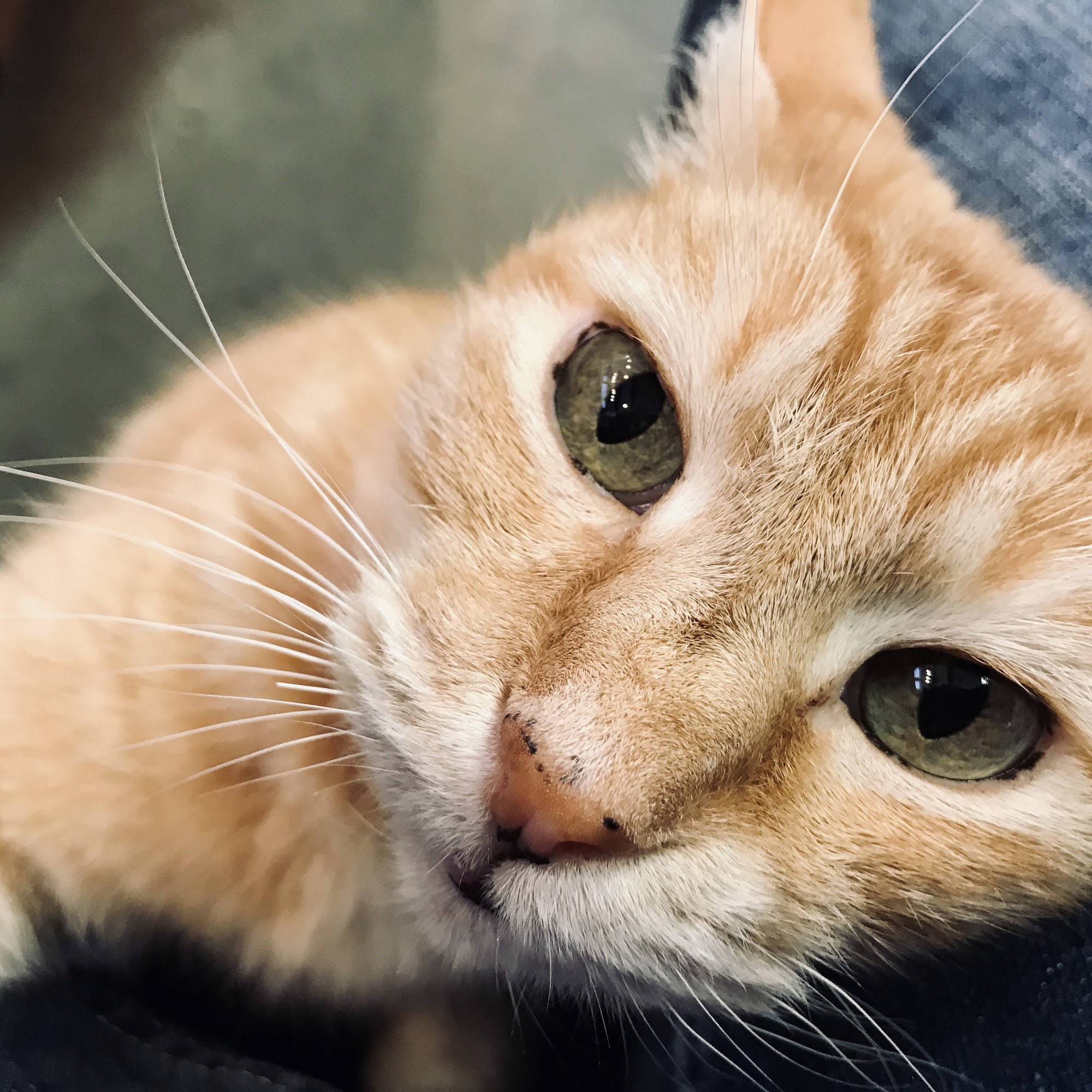 North Fork Vet Clinic Auburn