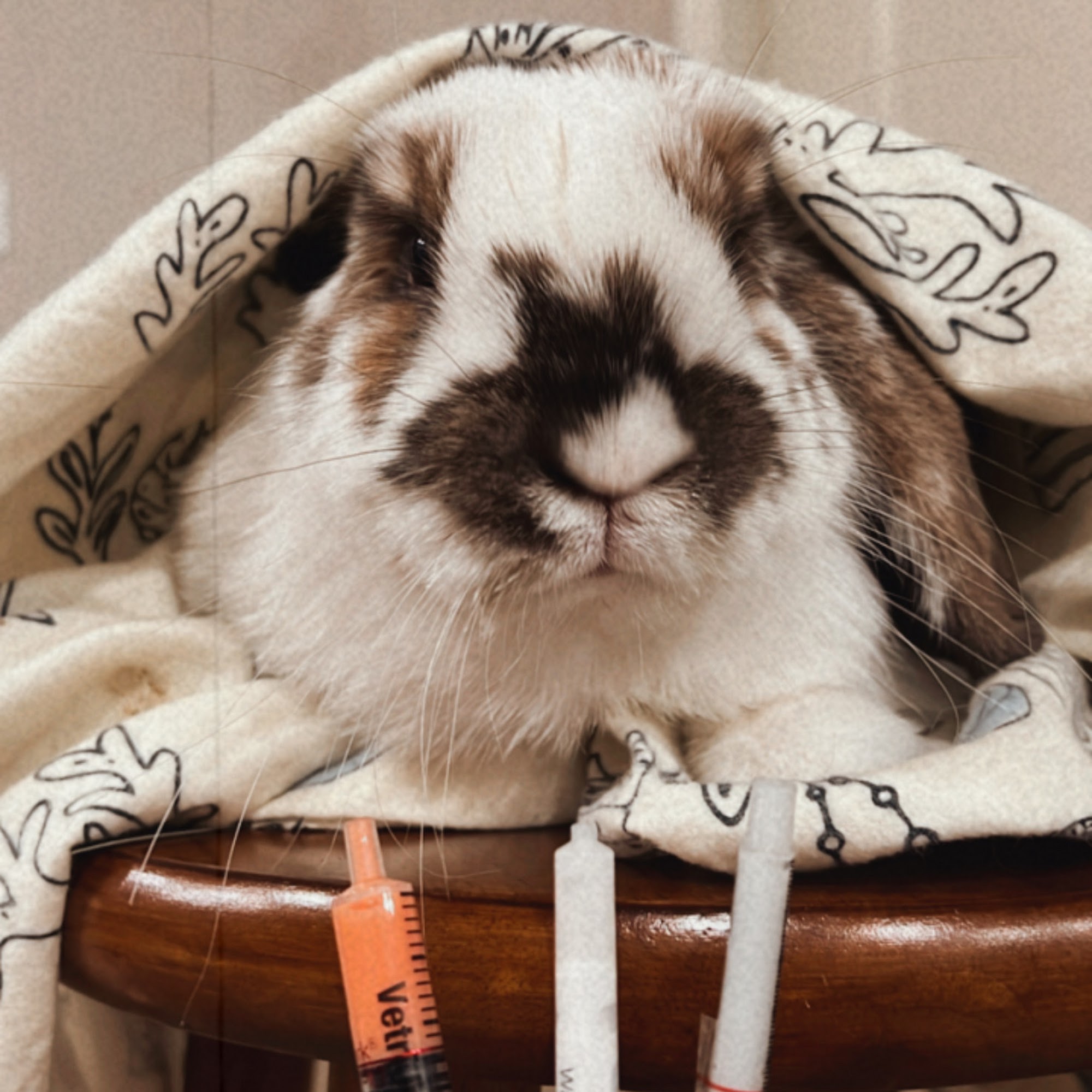 Companion Veterinary Clinic Auburn