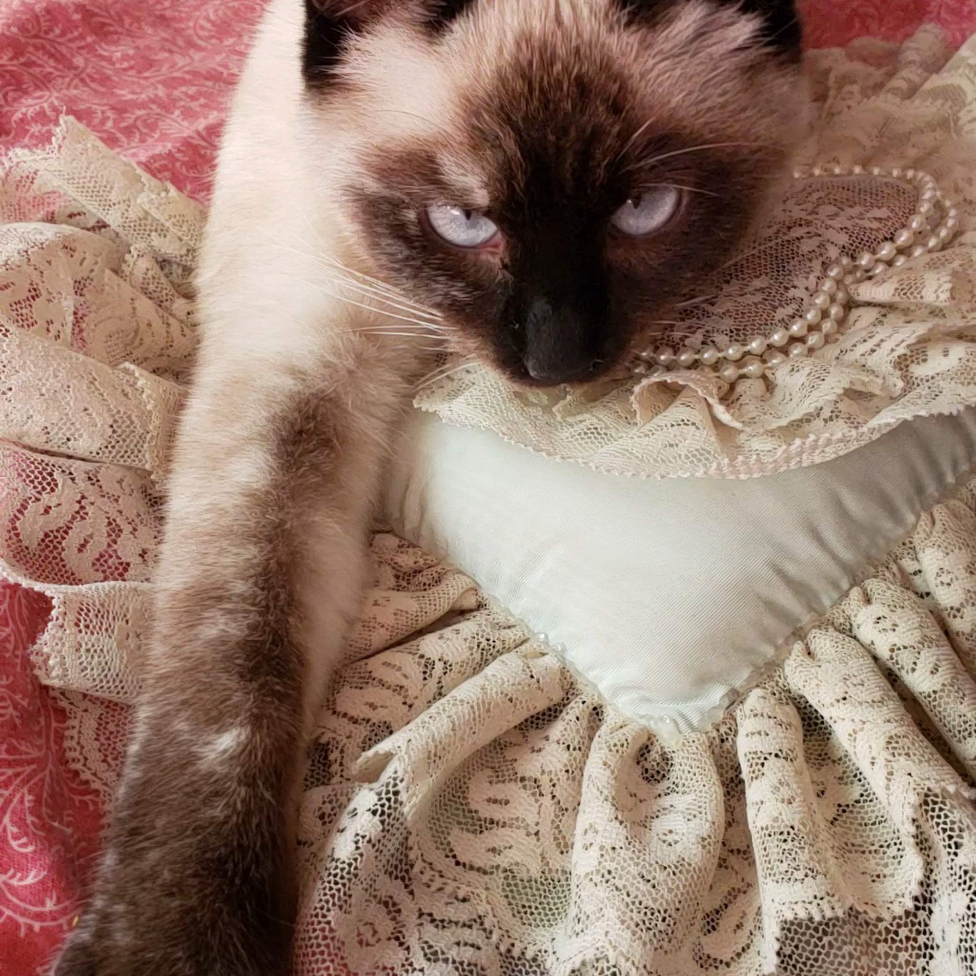 Animal Spay & Neuter Auburn