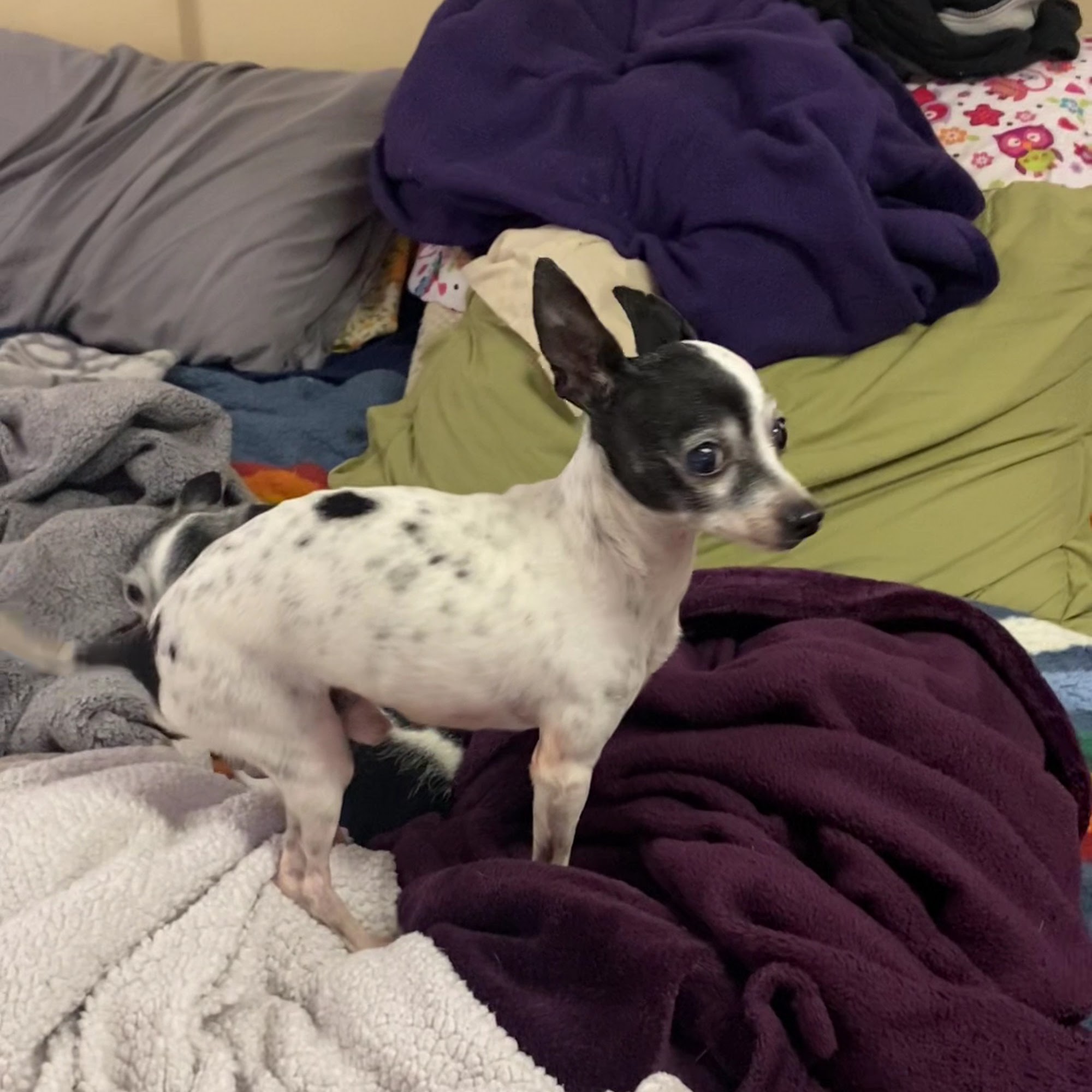 Animal Medical Center Auburn