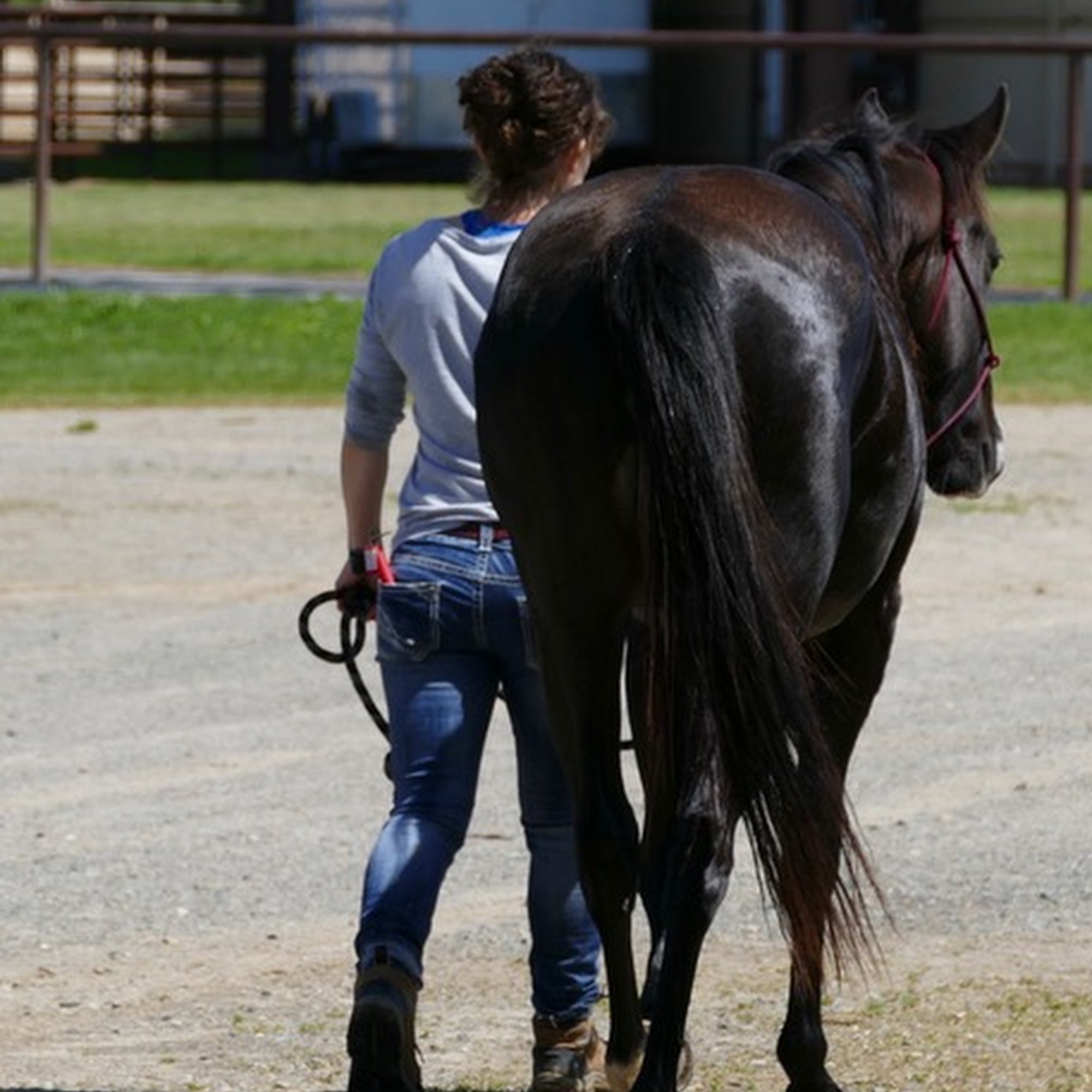 Auburn Equine / AMC Large Animal Auburn