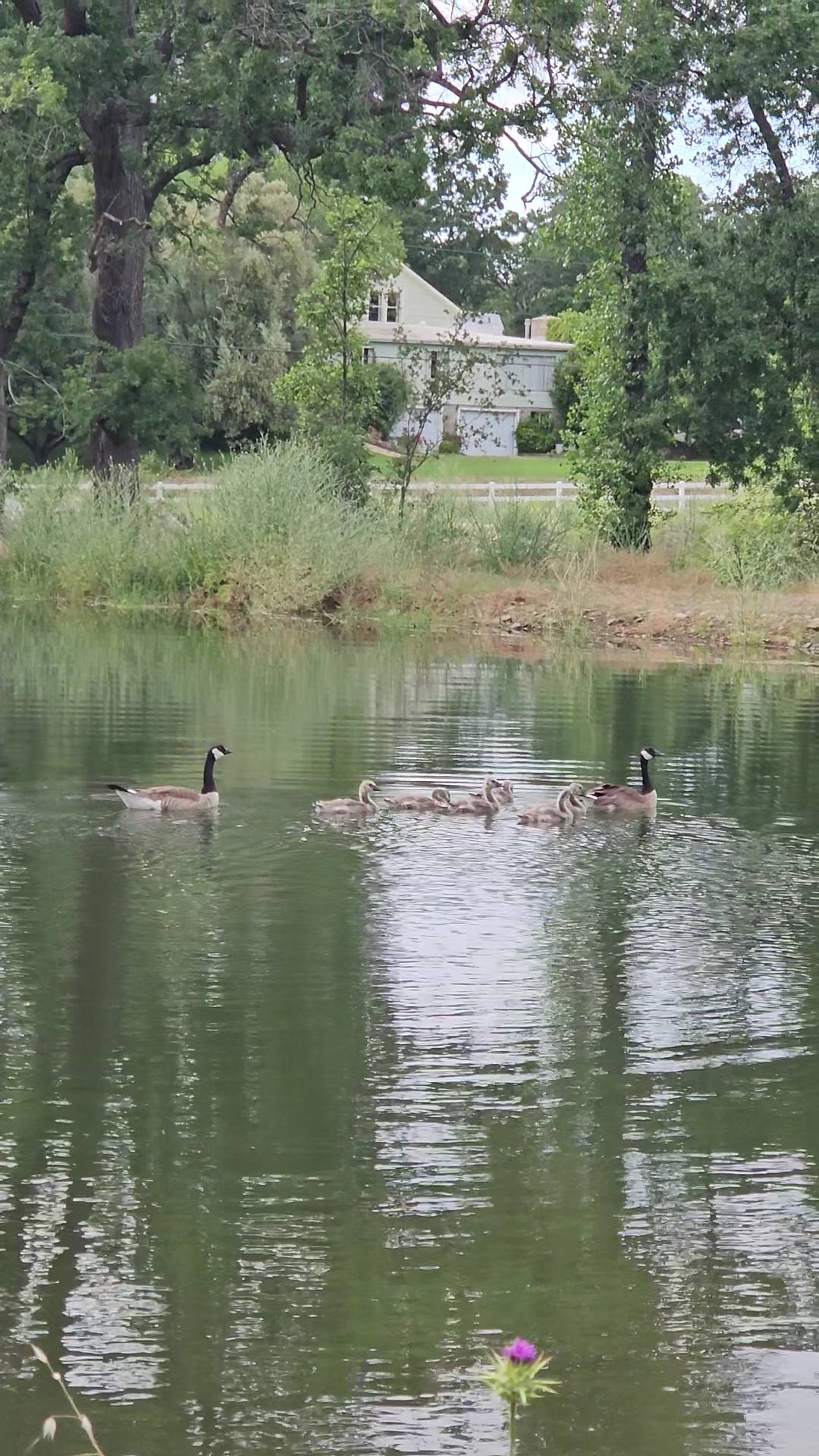 Rappé Family Vineyards Menu