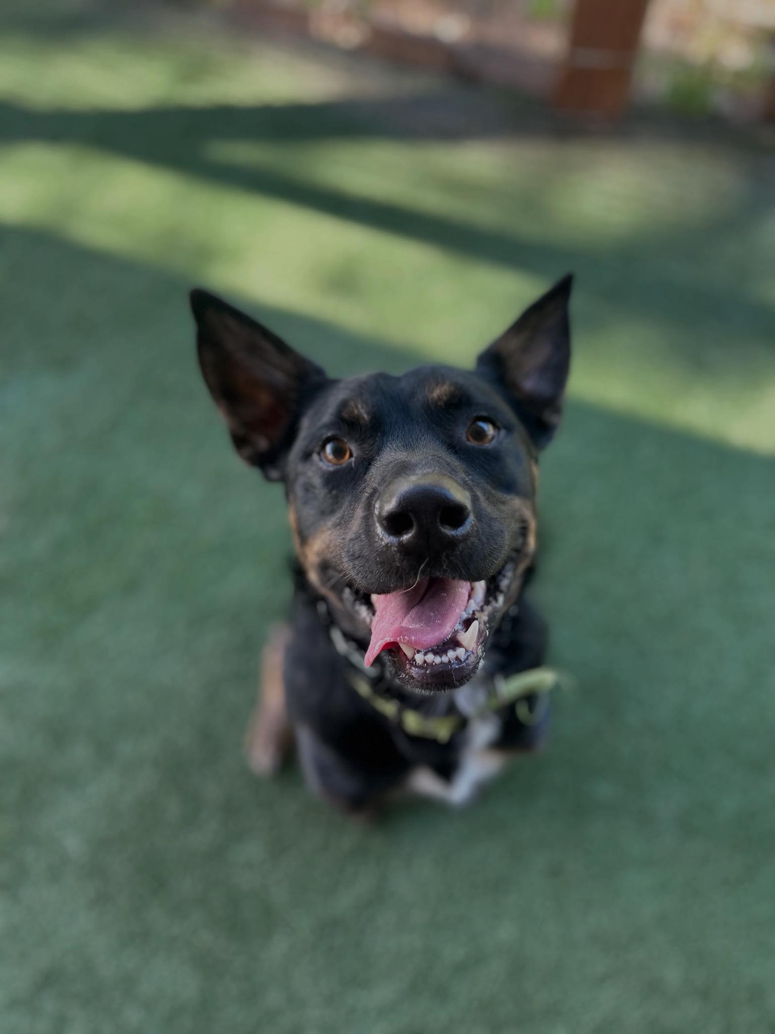K9 Conditioning LLC Auburn