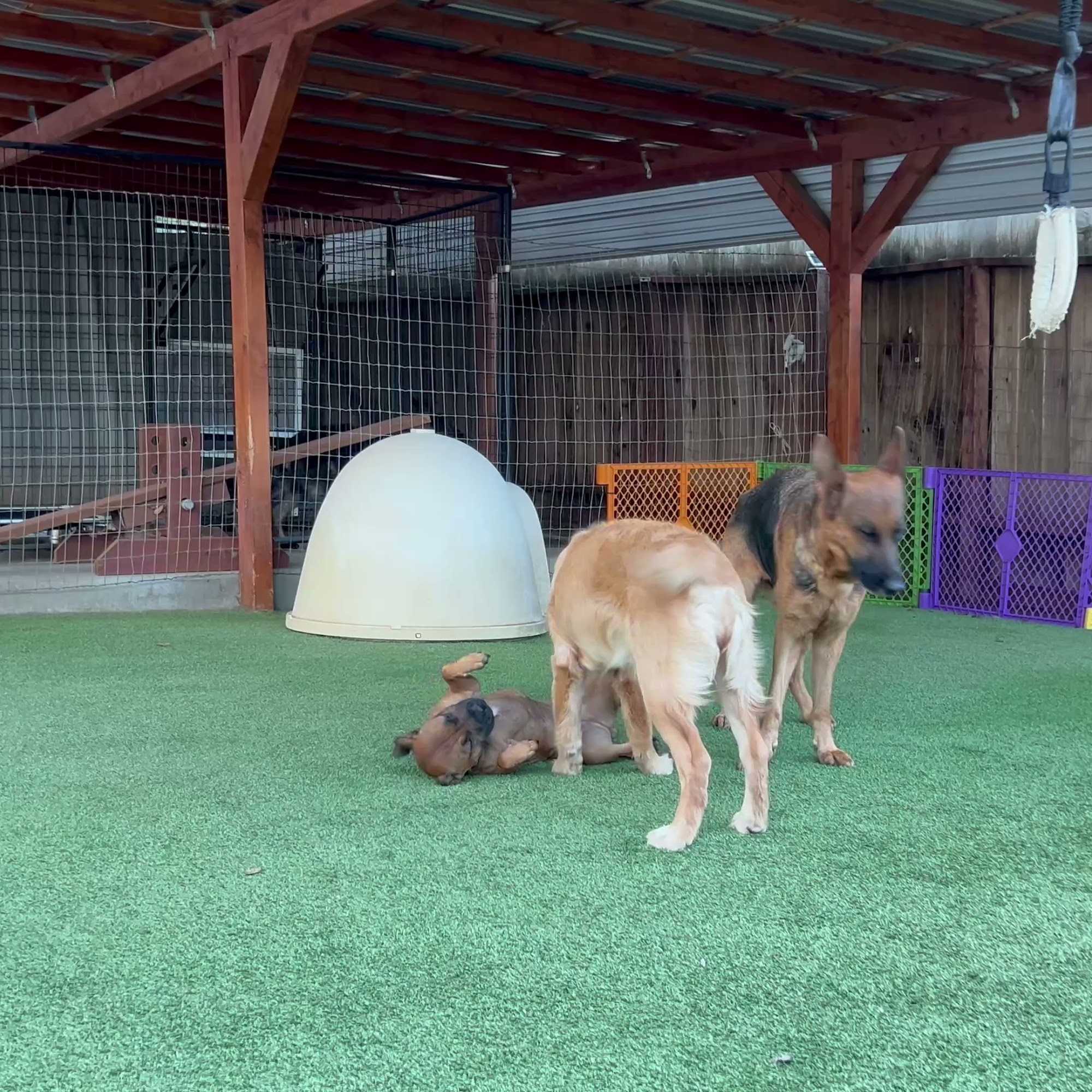 K9 Conditioning LLC Auburn