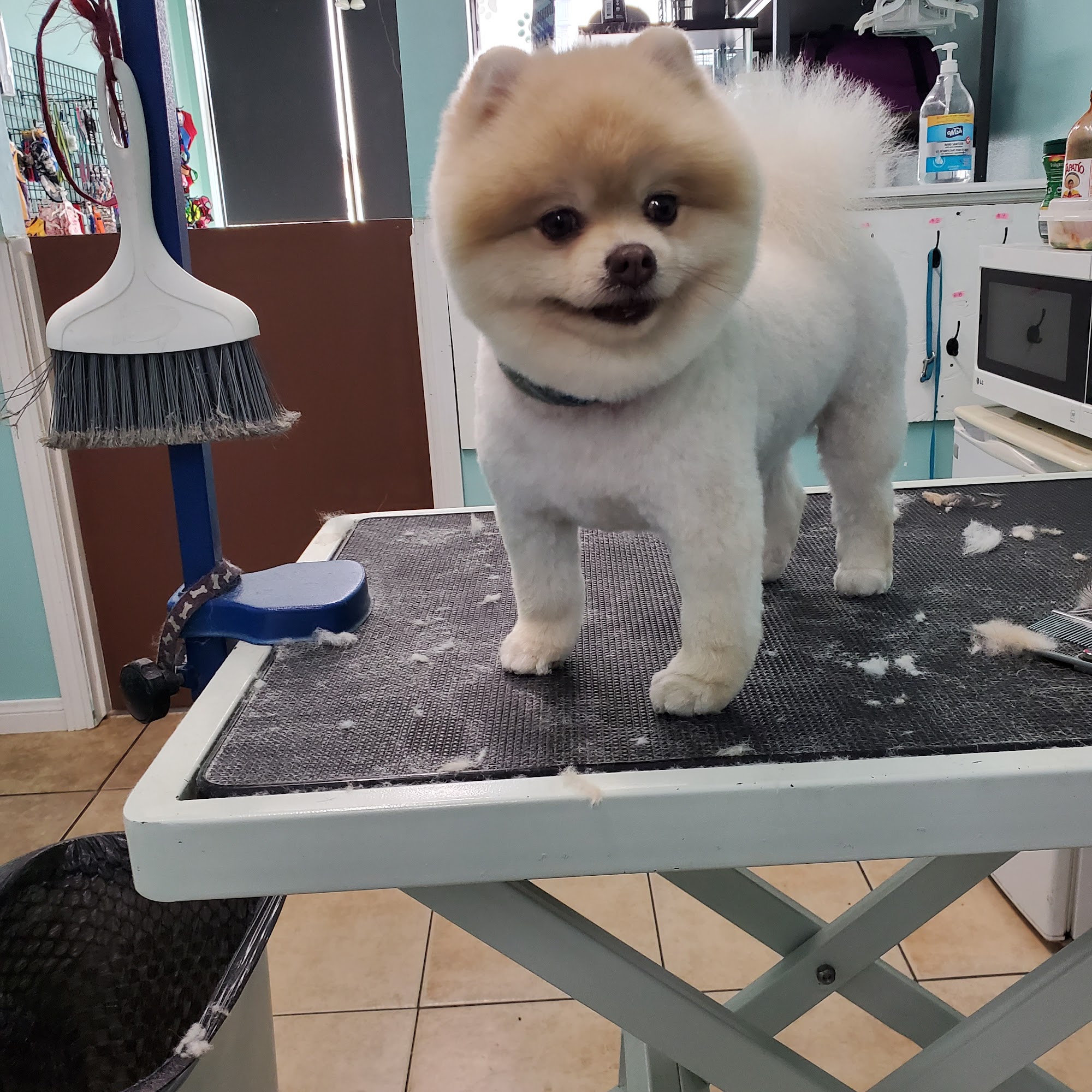 Azusa Pet Grooming Azusa