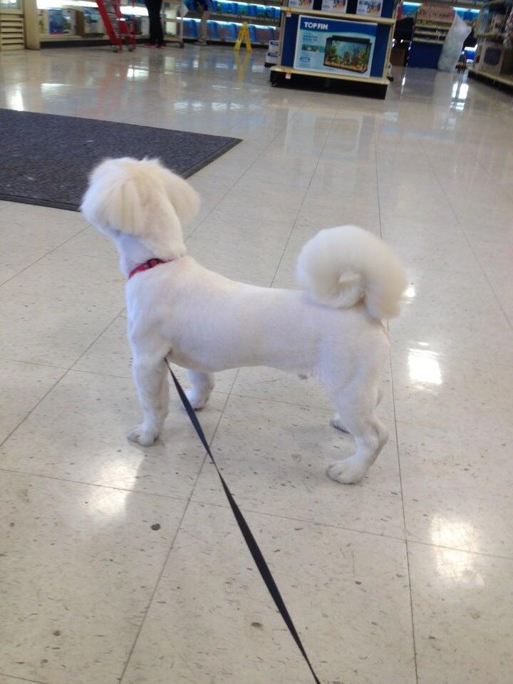 PetSmart Bakersfield