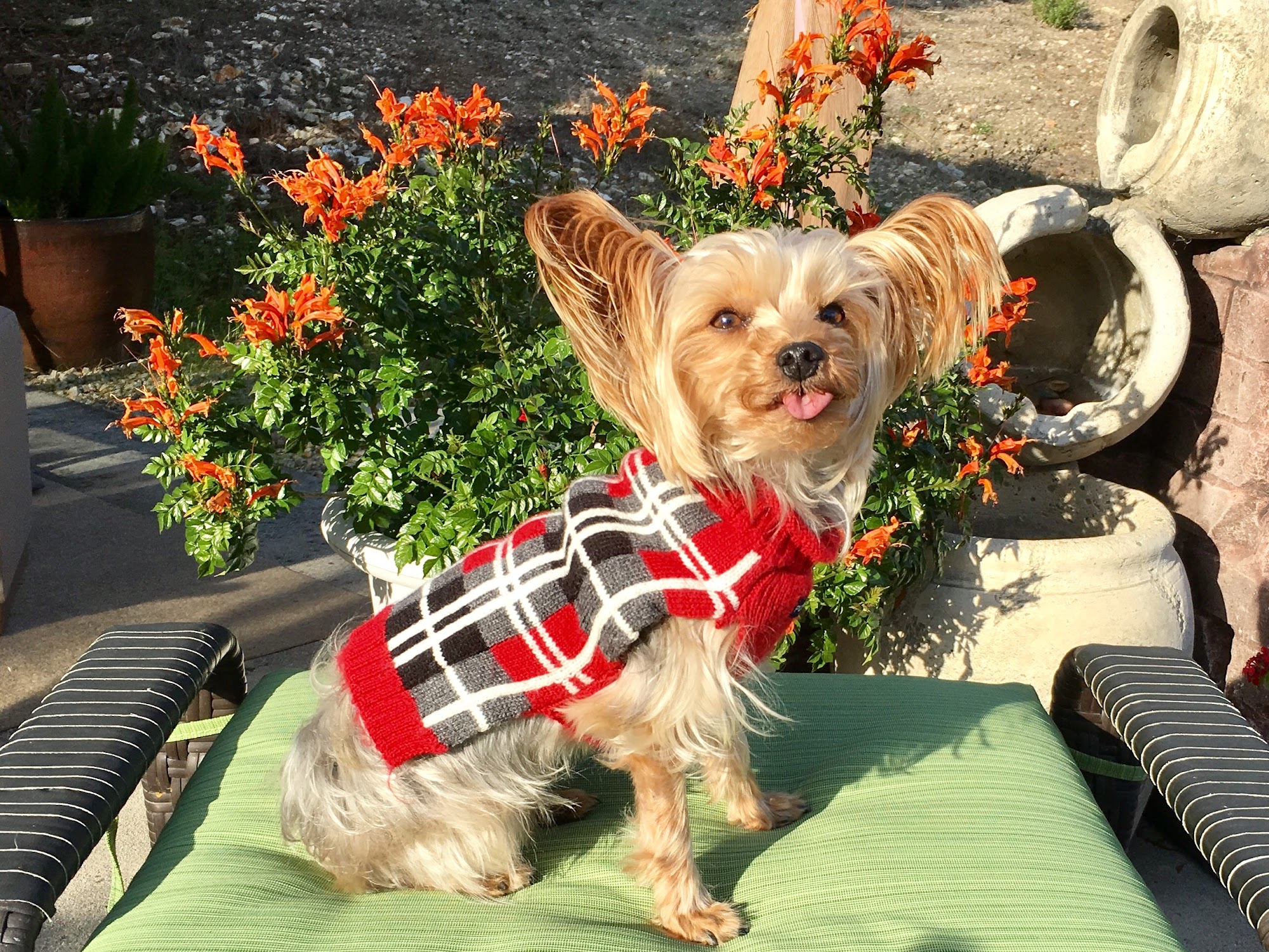 Southwest Veterinary Hospital Bakersfield