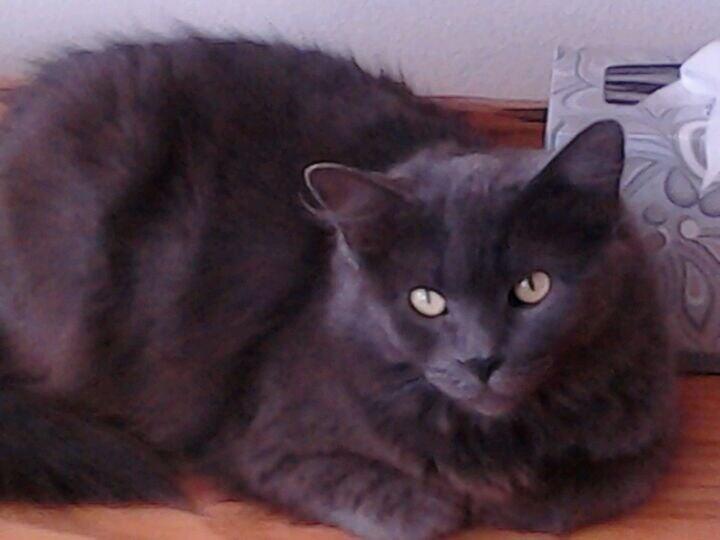 Cooke Michael DVM Bakersfield