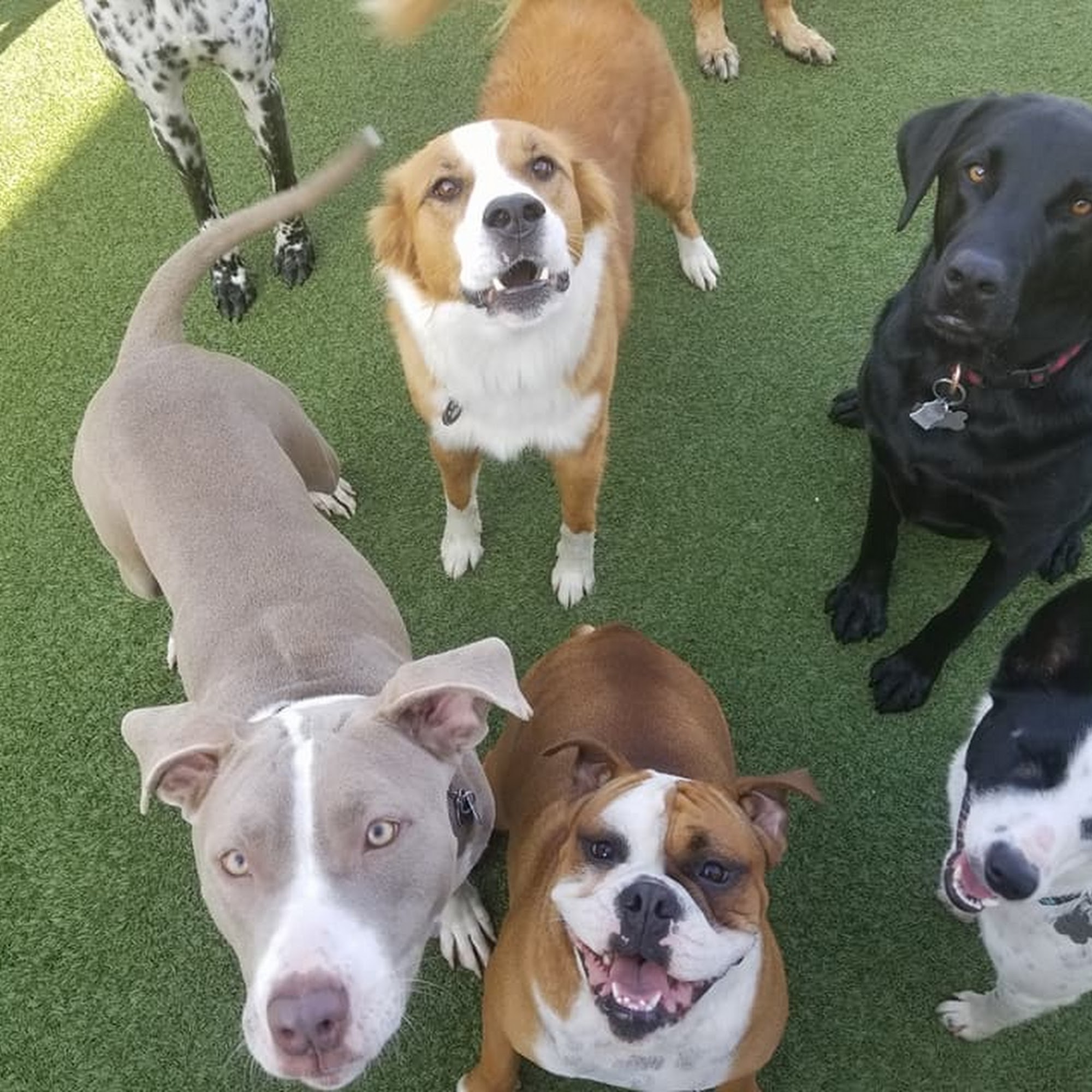 Fur and Feathers Luxury Pet Resort Bakersfield