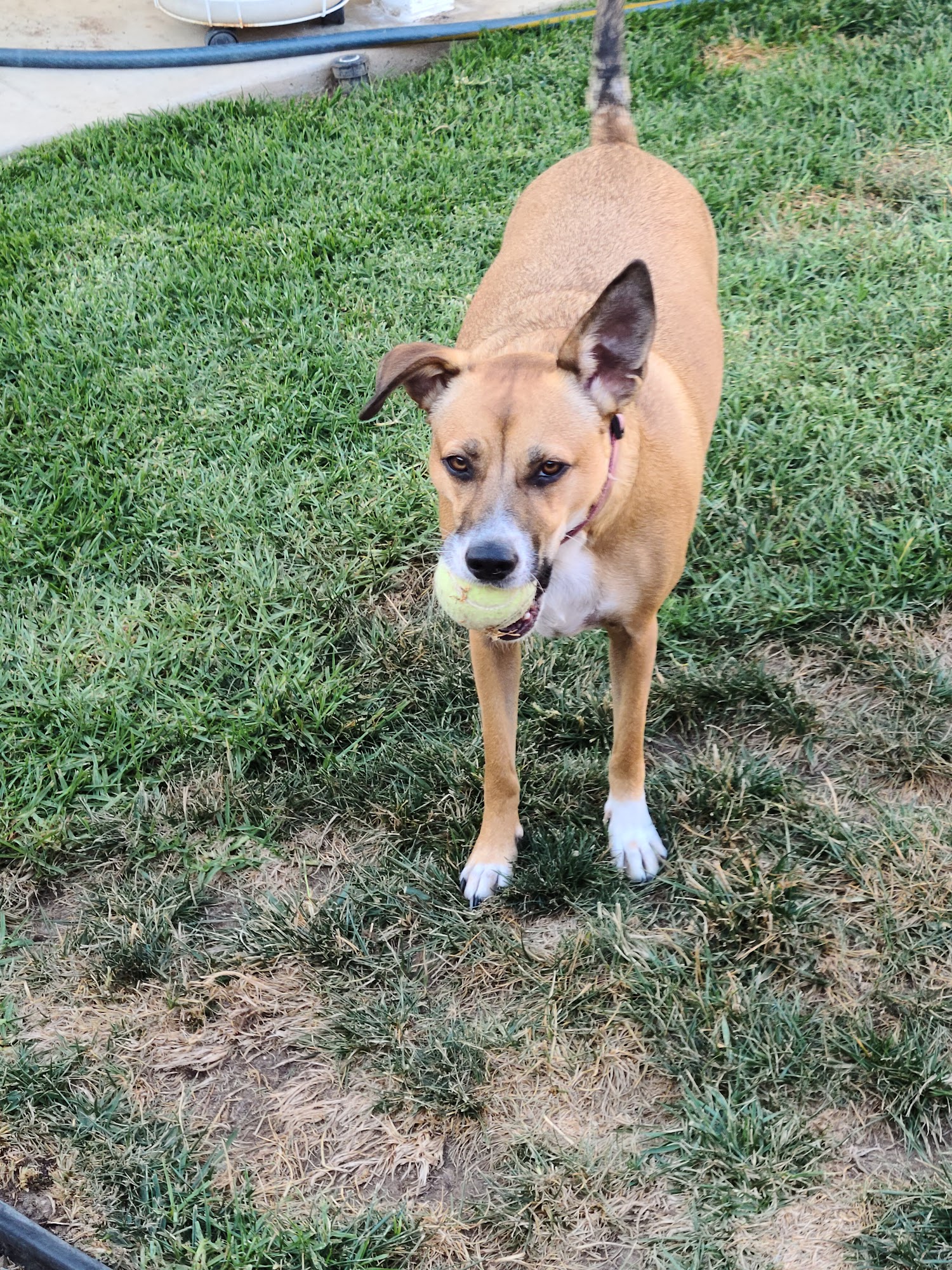 Fur and Feathers Luxury Pet Resort Bakersfield