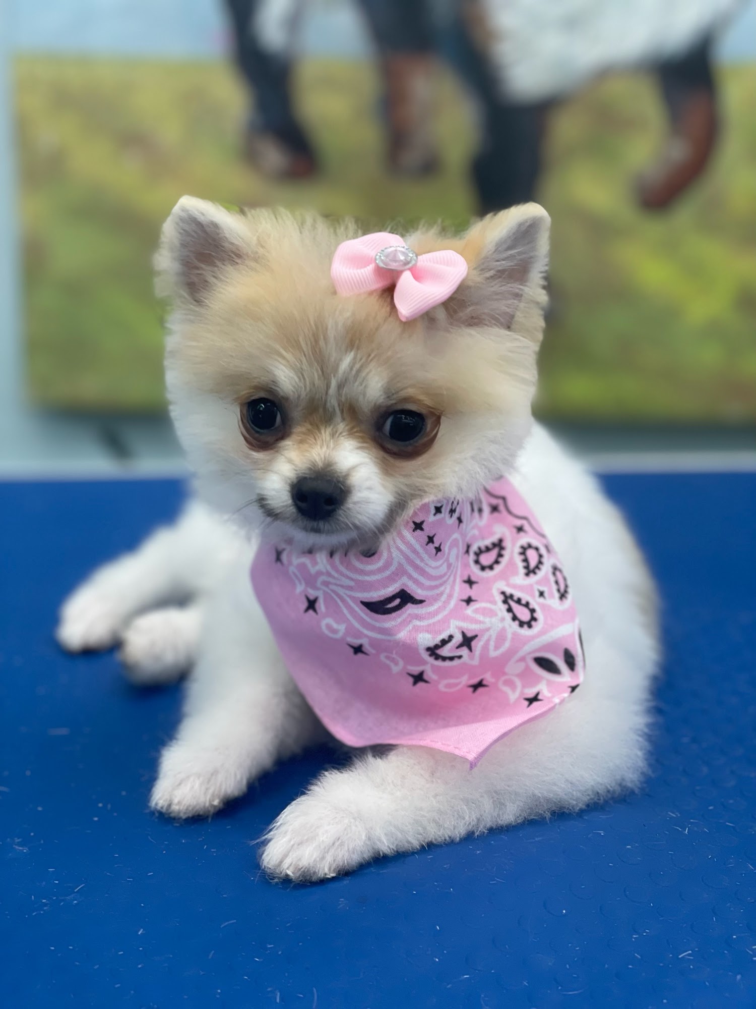 Stars Fancy Paws Bakersfield