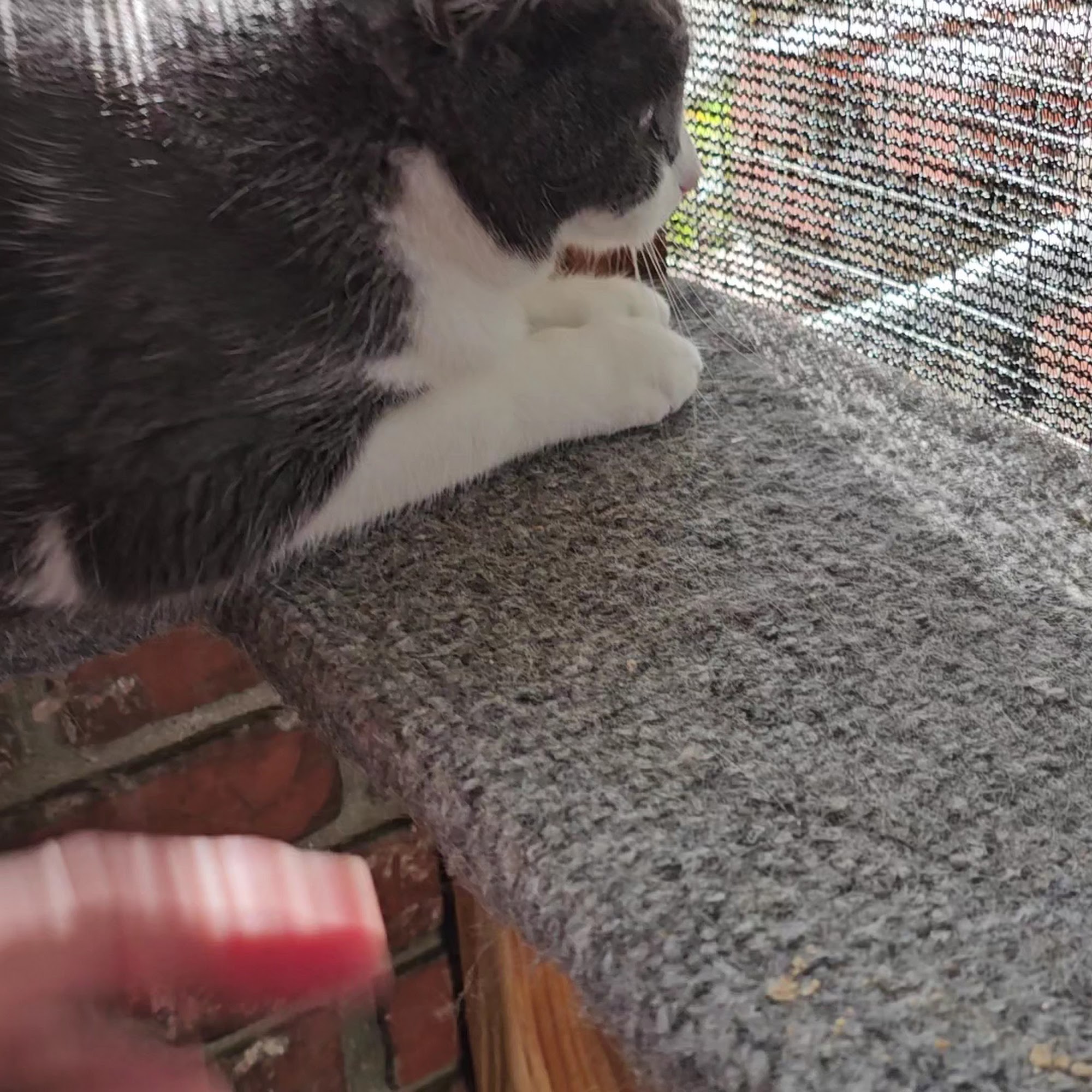 Cat People and Pawsitively Cats Sanctuary Bakersfield