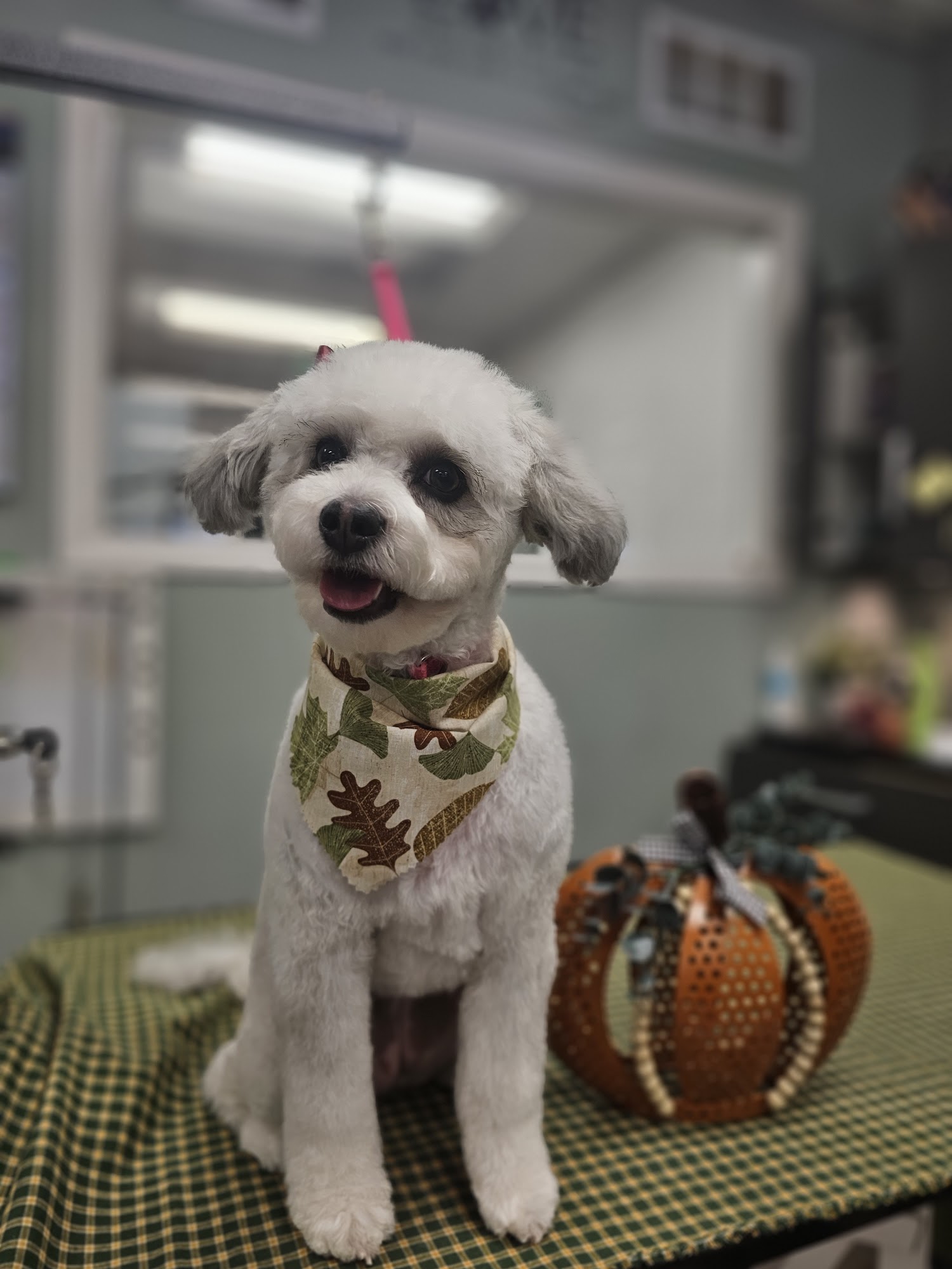 Biscuits Doggie Spa Bakersfield