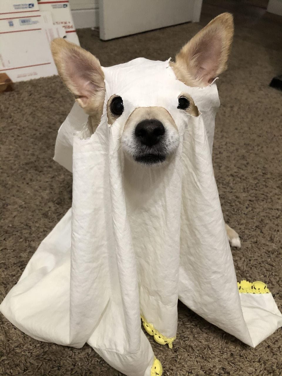 Bakersfield Regional Veterinary Surgical Specialty Bakersfield