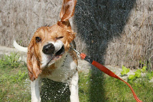New Look Carpet Cleaning