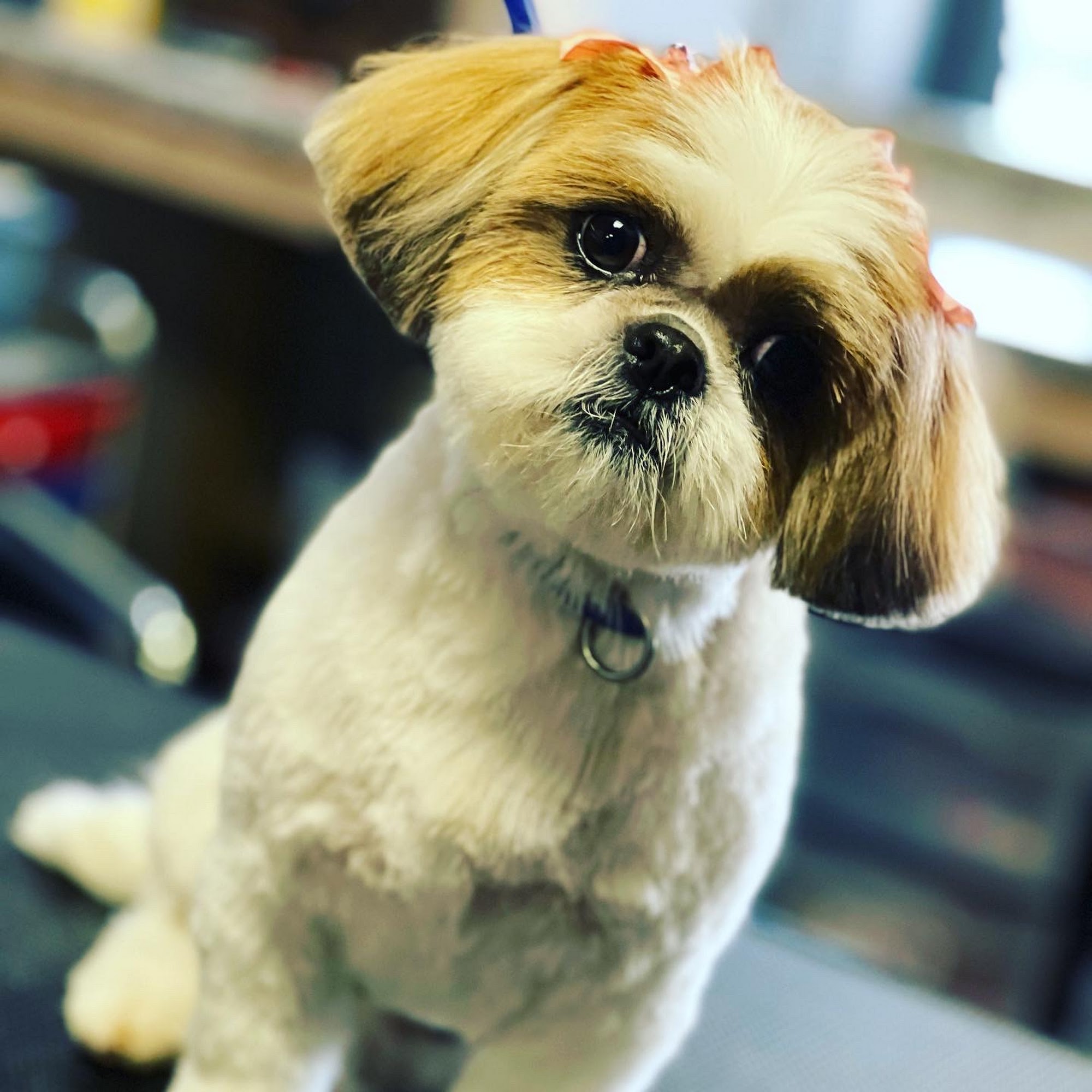 DogTown Grooming Bakersfield