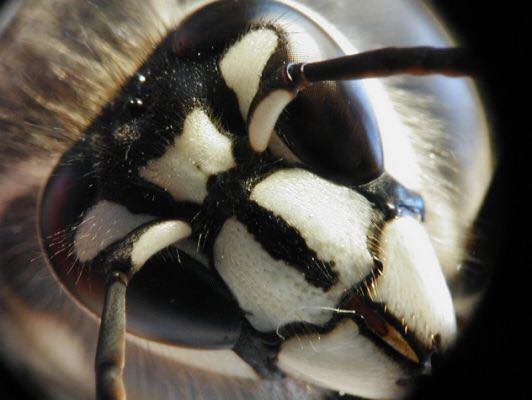 Achieve Pest Control Inc