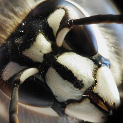 Achieve Pest Control Inc 13209 Garvey Ave, Baldwin Park California 91706