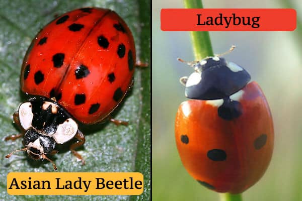 Achieve Pest Control Inc