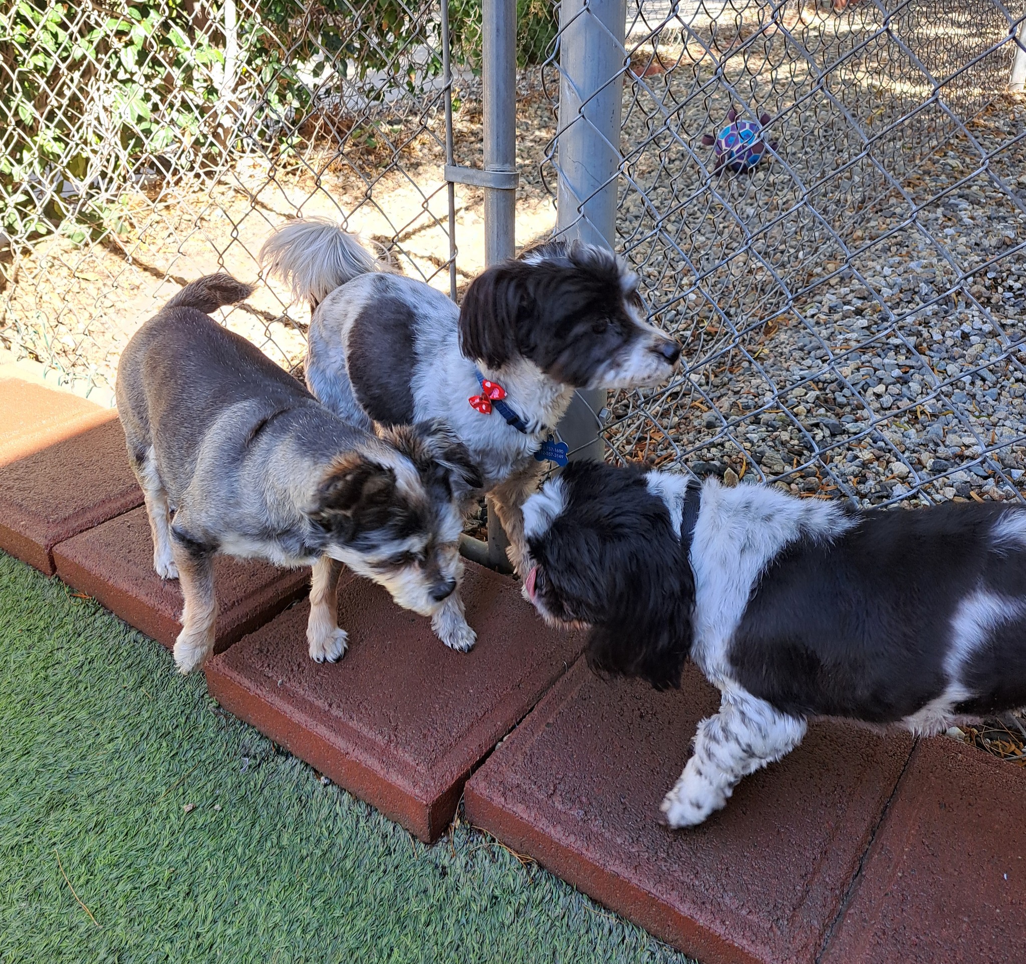 Renaissance Pet Resort & Spa Banning