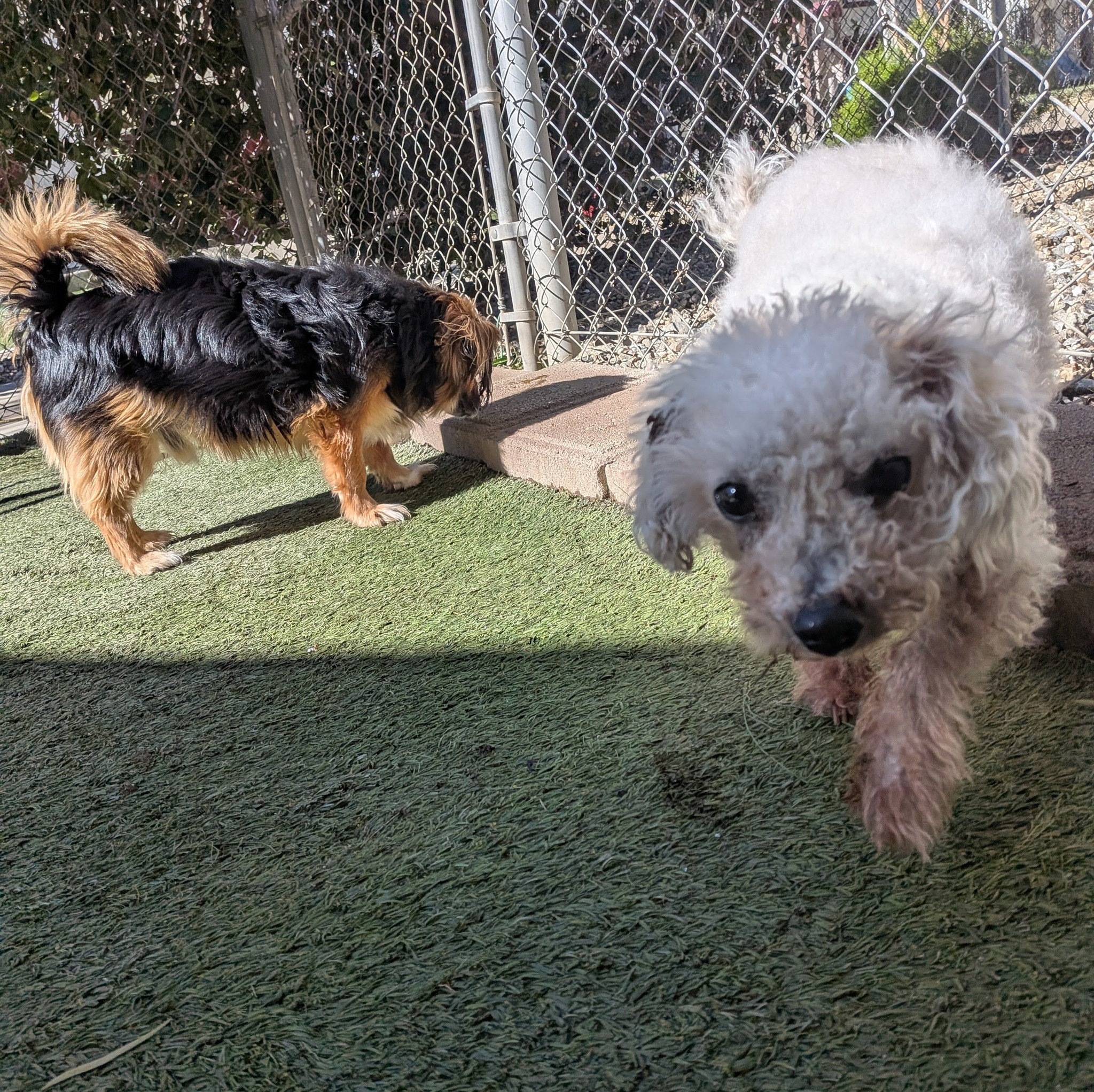 Renaissance Pet Resort & Spa Banning