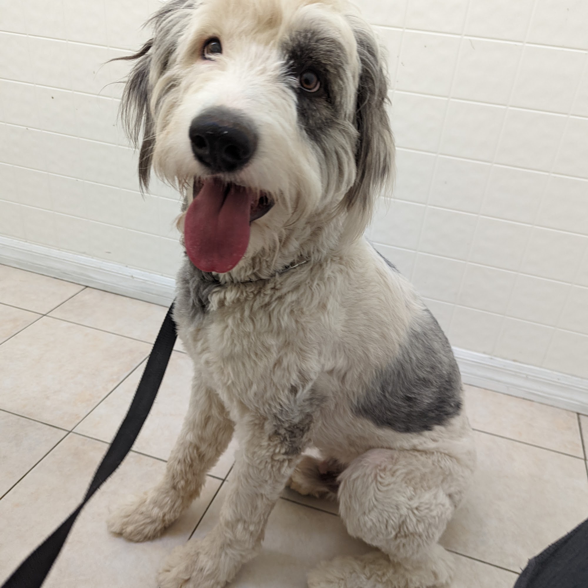 Barstow Animal Hospital Barstow