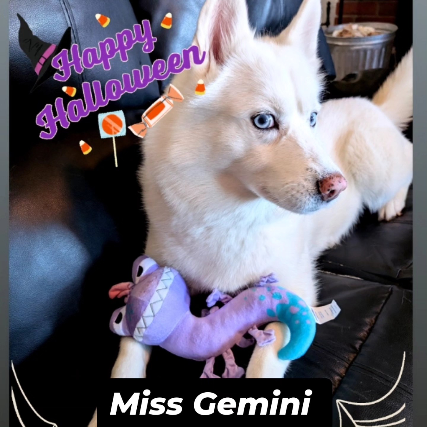 Kandys Pups 'N' Stuff Pet Spa & Hotel Barstow