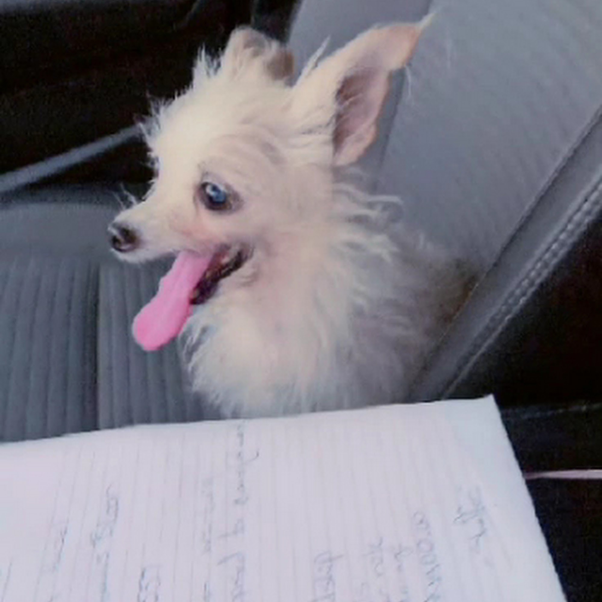 Beaumont Animal Hospital Beaumont