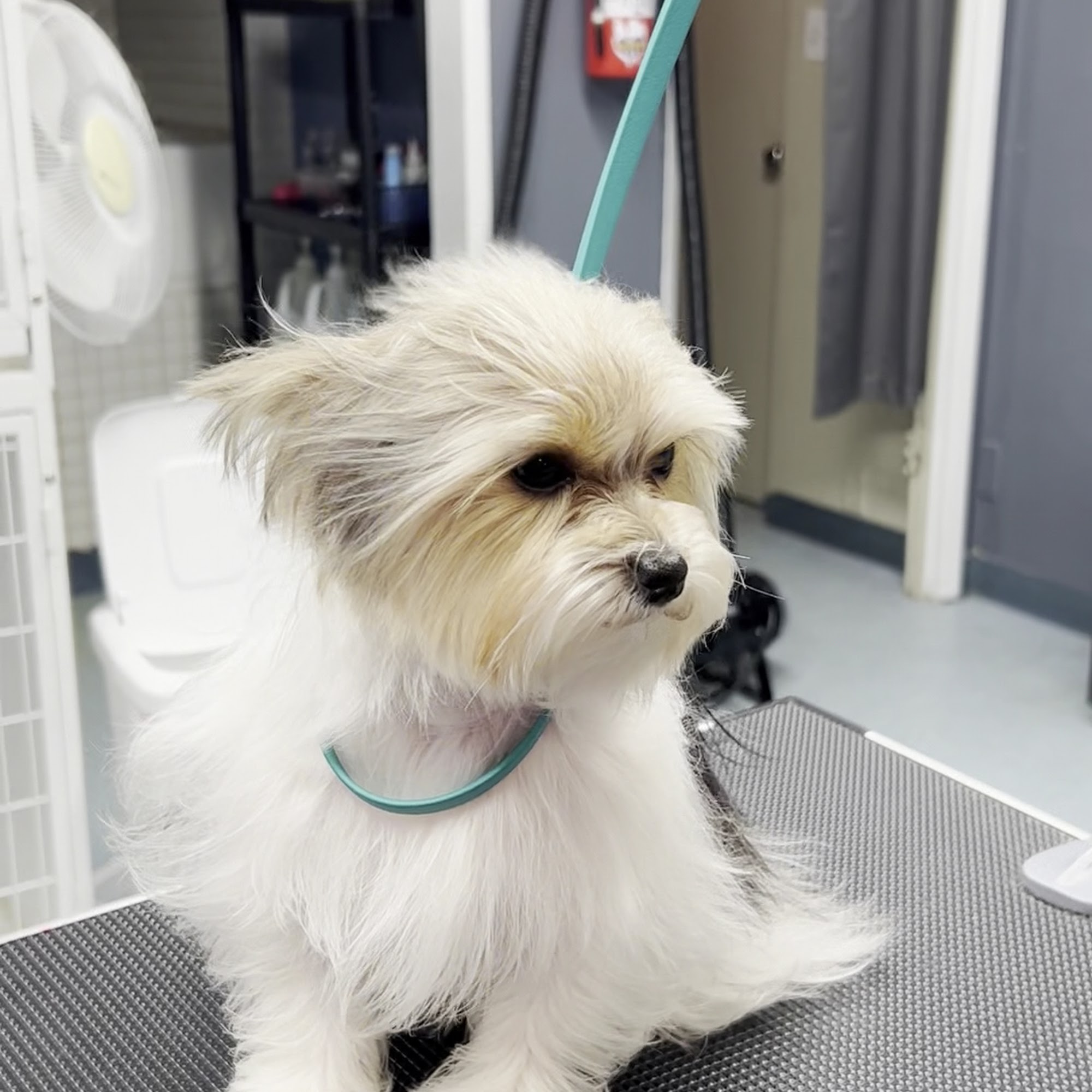 GOLDEN PAW GROOMING IN BEAUMONT Beaumont