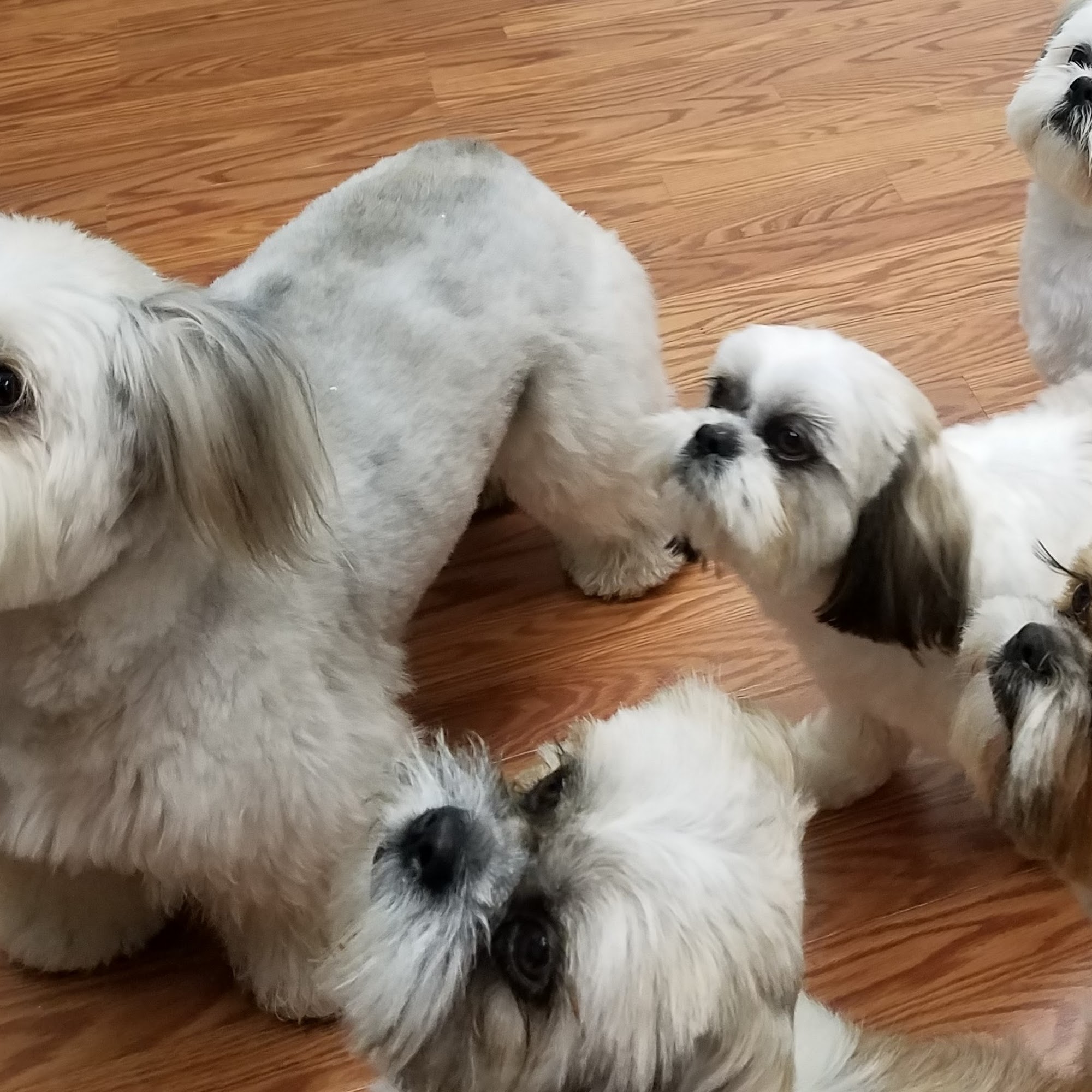 GROOMING by Denise Beaumont