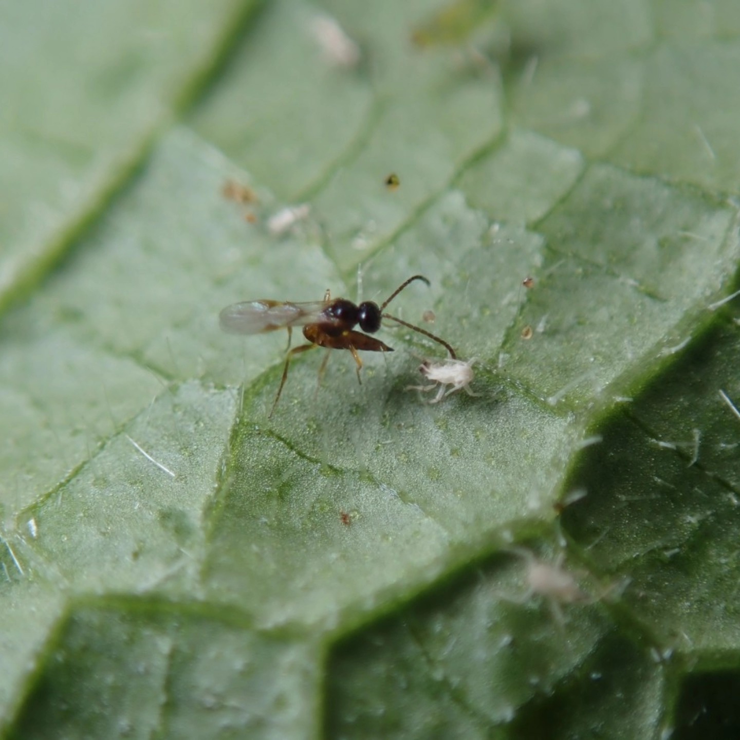 Beneficial Insectary, Inc.