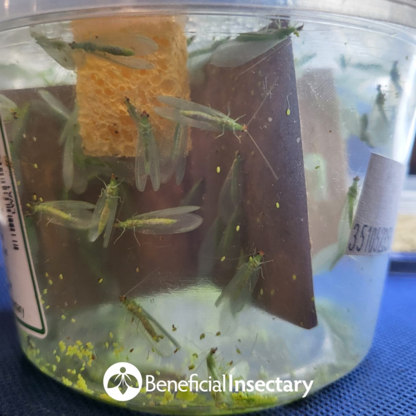 Beneficial Insectary, Inc.