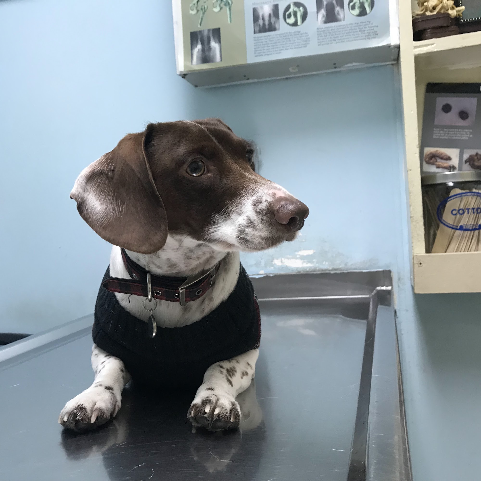 Animal Care Clinic Bellflower