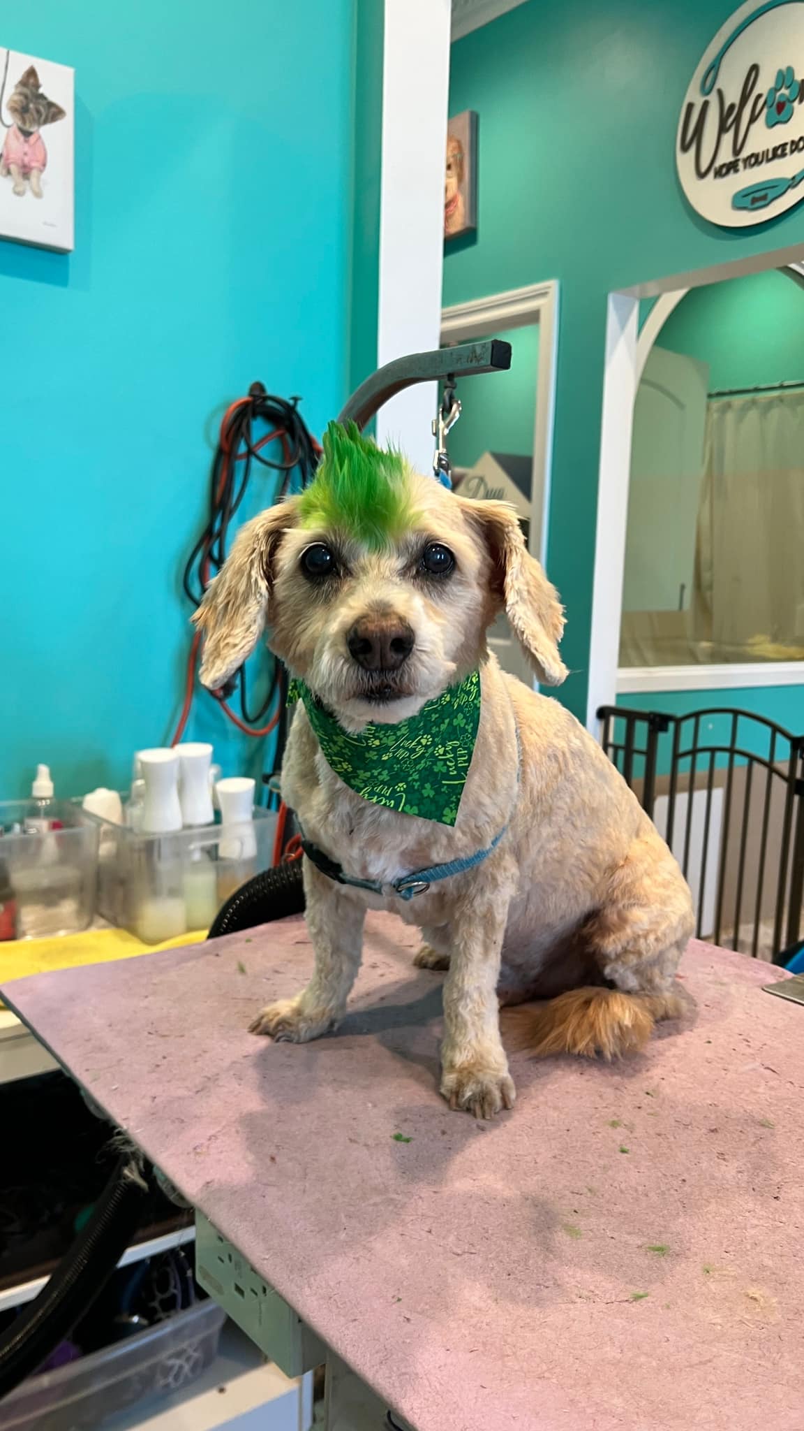 Grooming Day Salon Bellflower