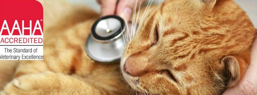 Belmont Pet Hospital Belmont