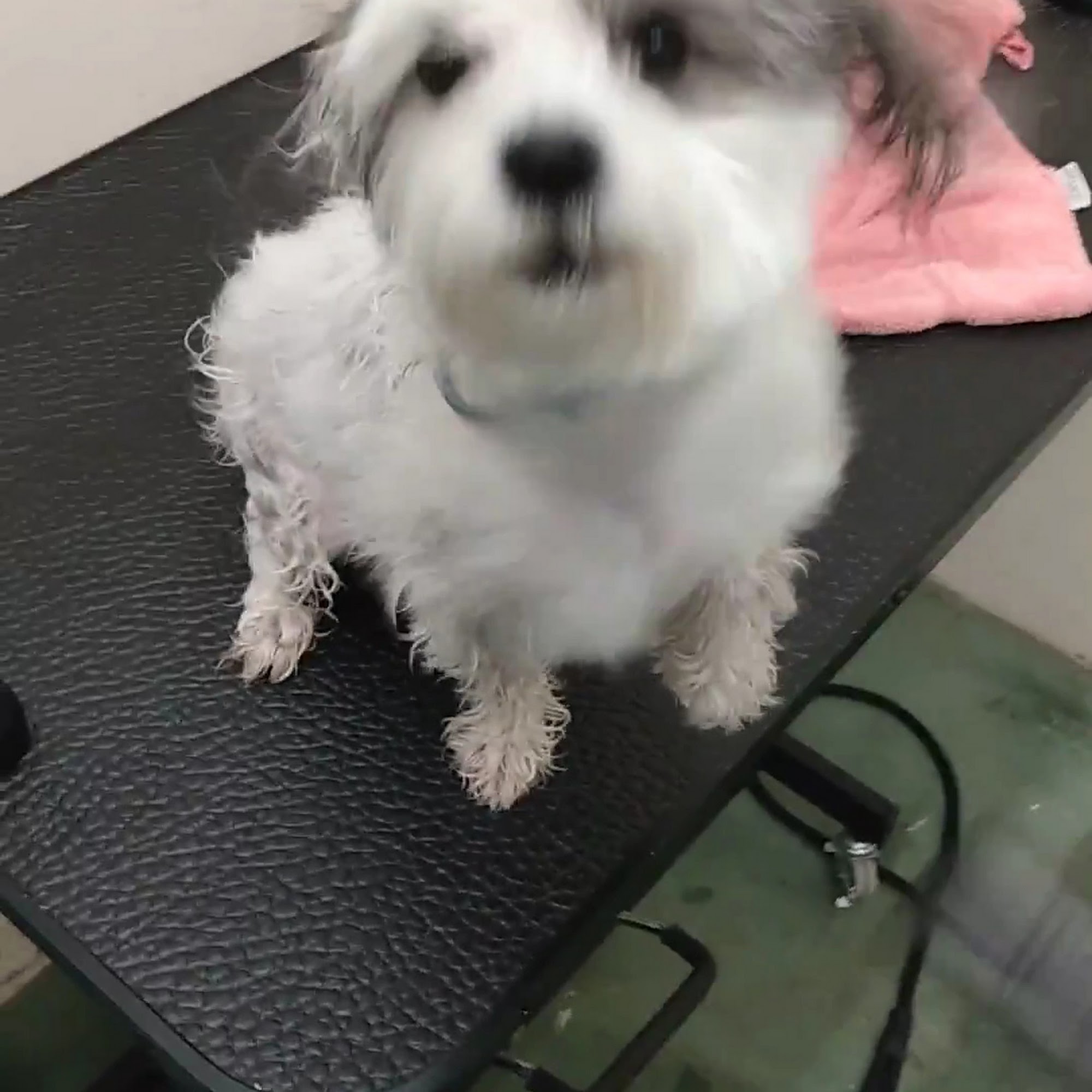 Belmont Pet Hospital Belmont